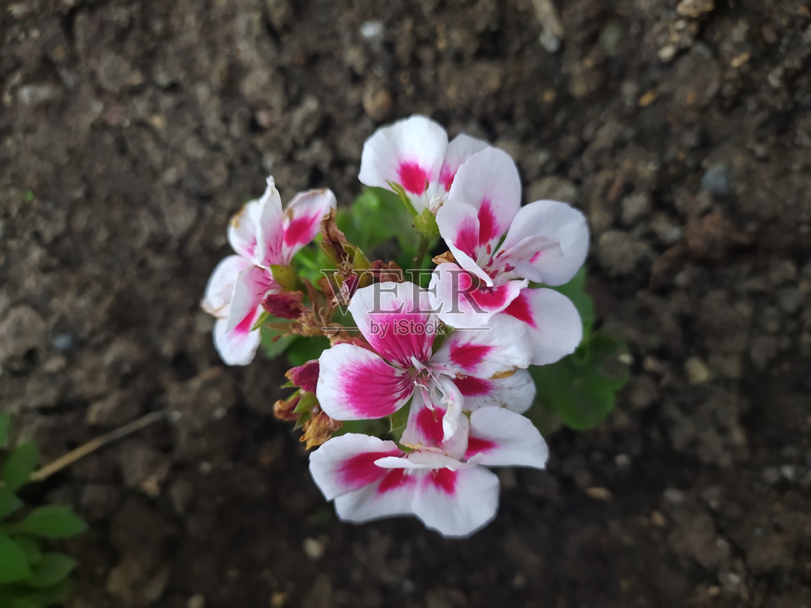 紫色的花，红色的天竺葵，莴苣和蝴蝶照片摄影图片