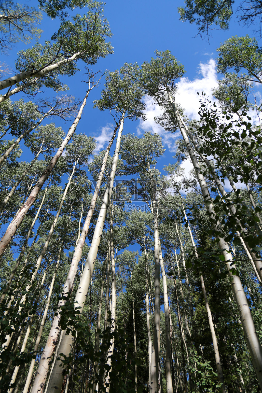 白杨树照片摄影图片