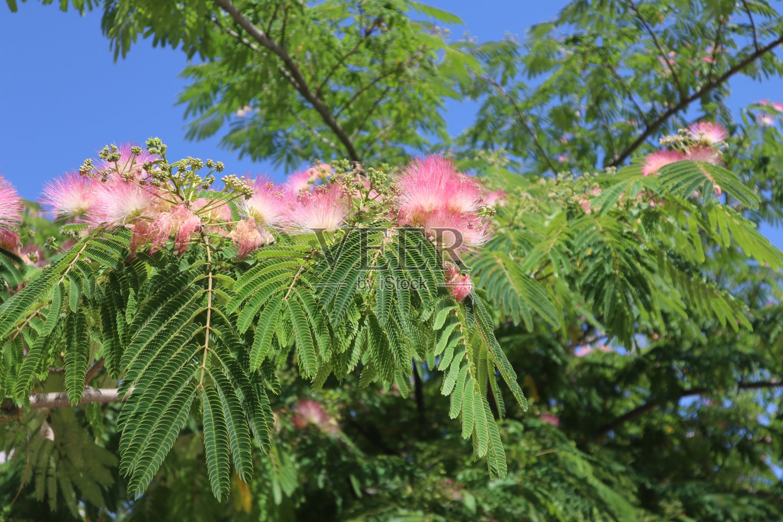 盛开的合欢树，波斯的丝绸树或粉红色的丝绸树与开放的绿色叶子和明亮的花朵在蓝天的映衬下照片摄影图片
