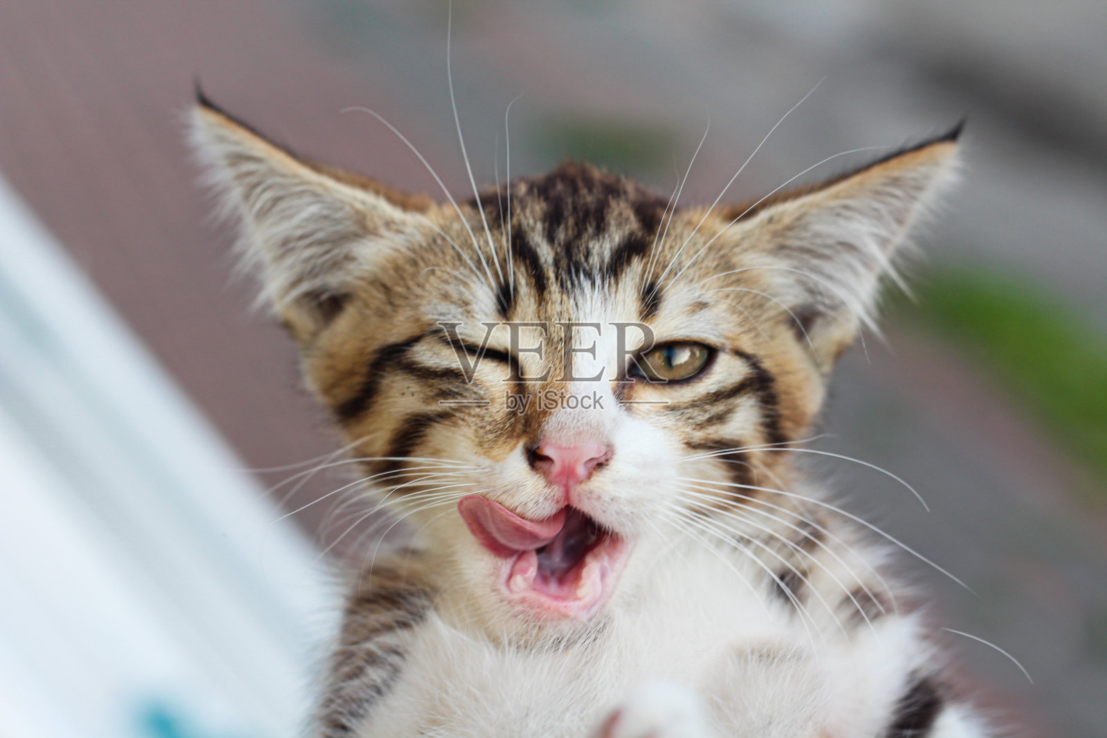 可爱的小猫与月开放眨眨眼照片摄影图片