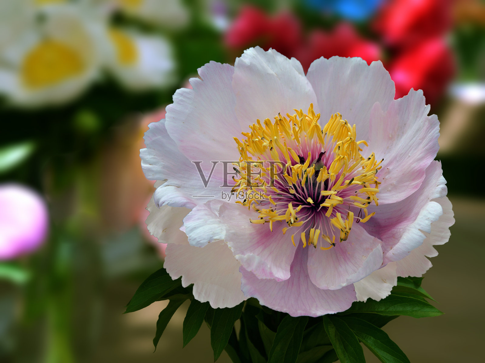 牡丹花的草本品种金翅，拉丁名白芍。照片摄影图片