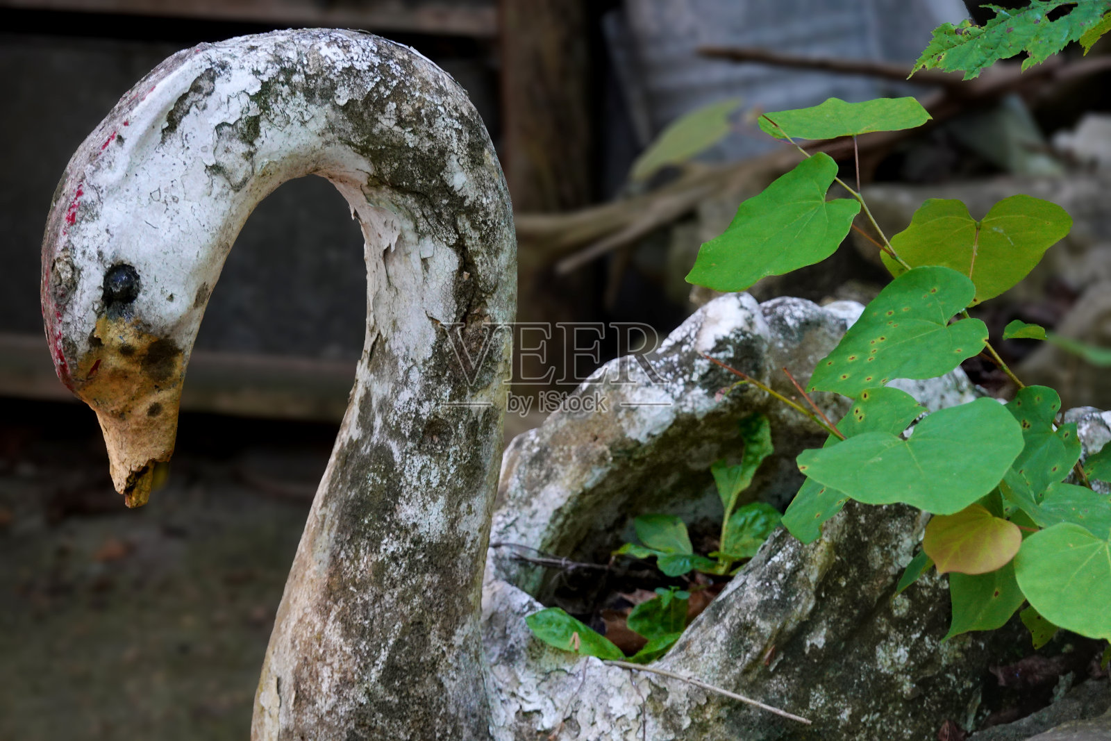 垃圾场天鹅照片摄影图片