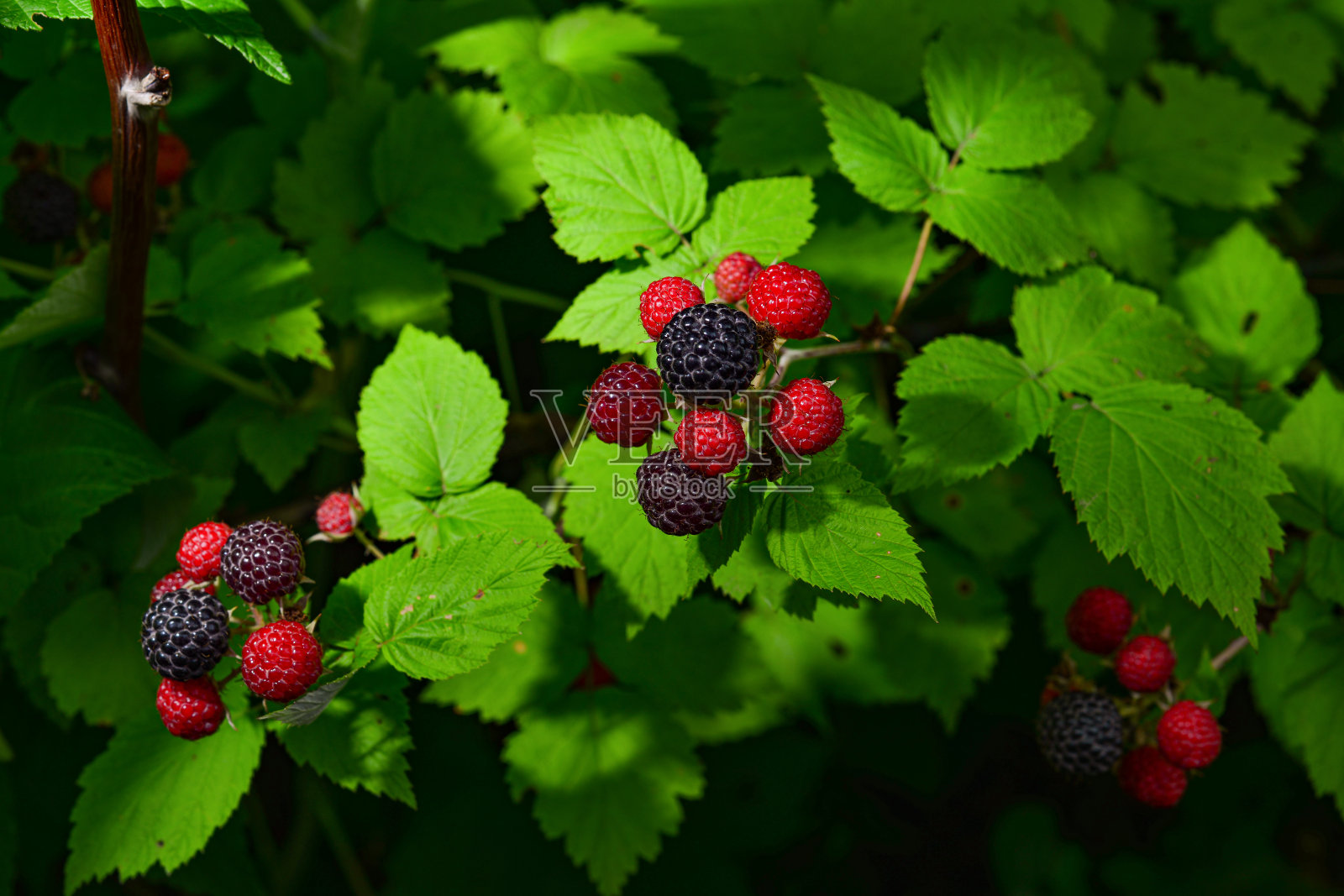 花园里的树莓枝。宏观照片照片摄影图片