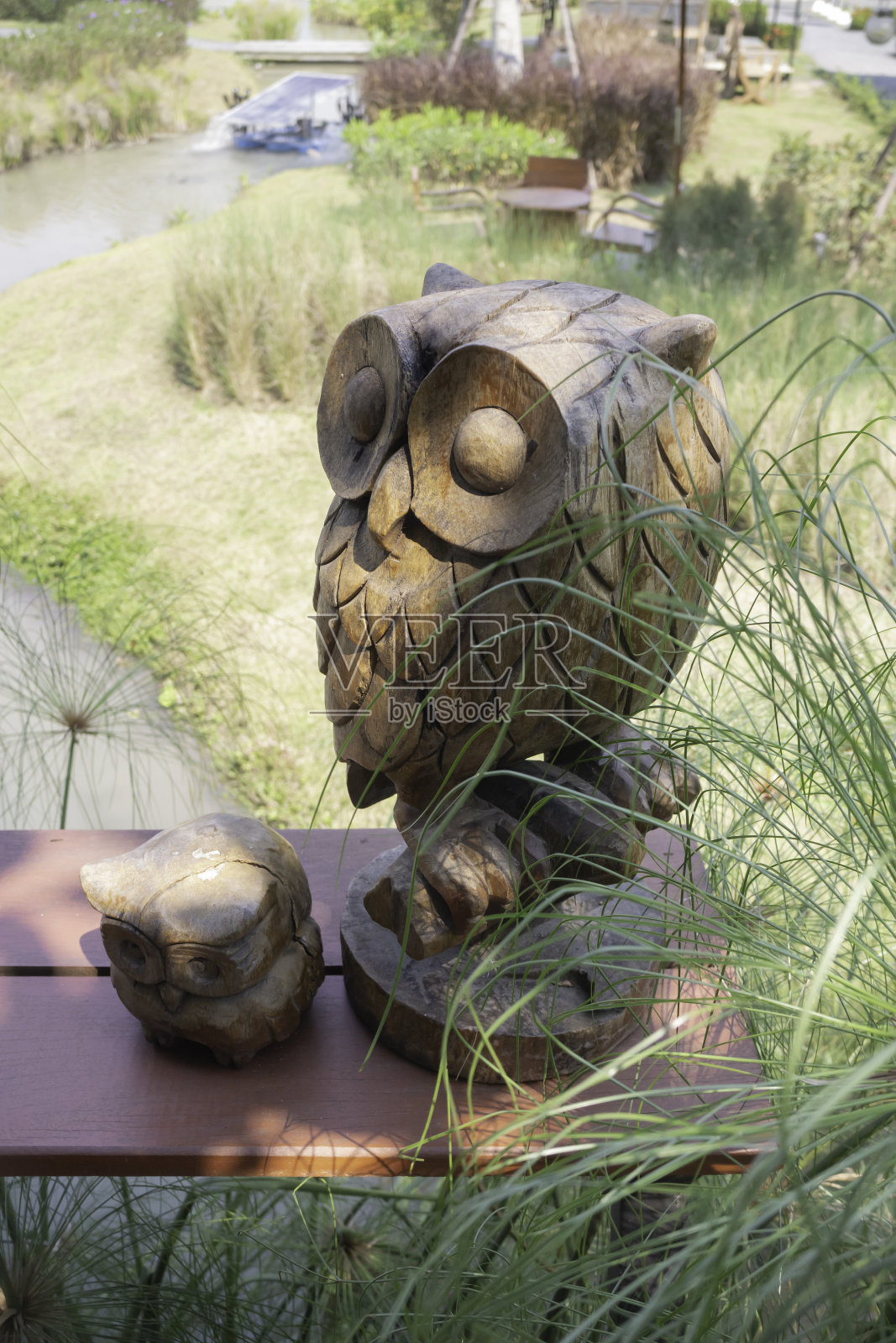 夏季花园里有绿叶植物照片摄影图片