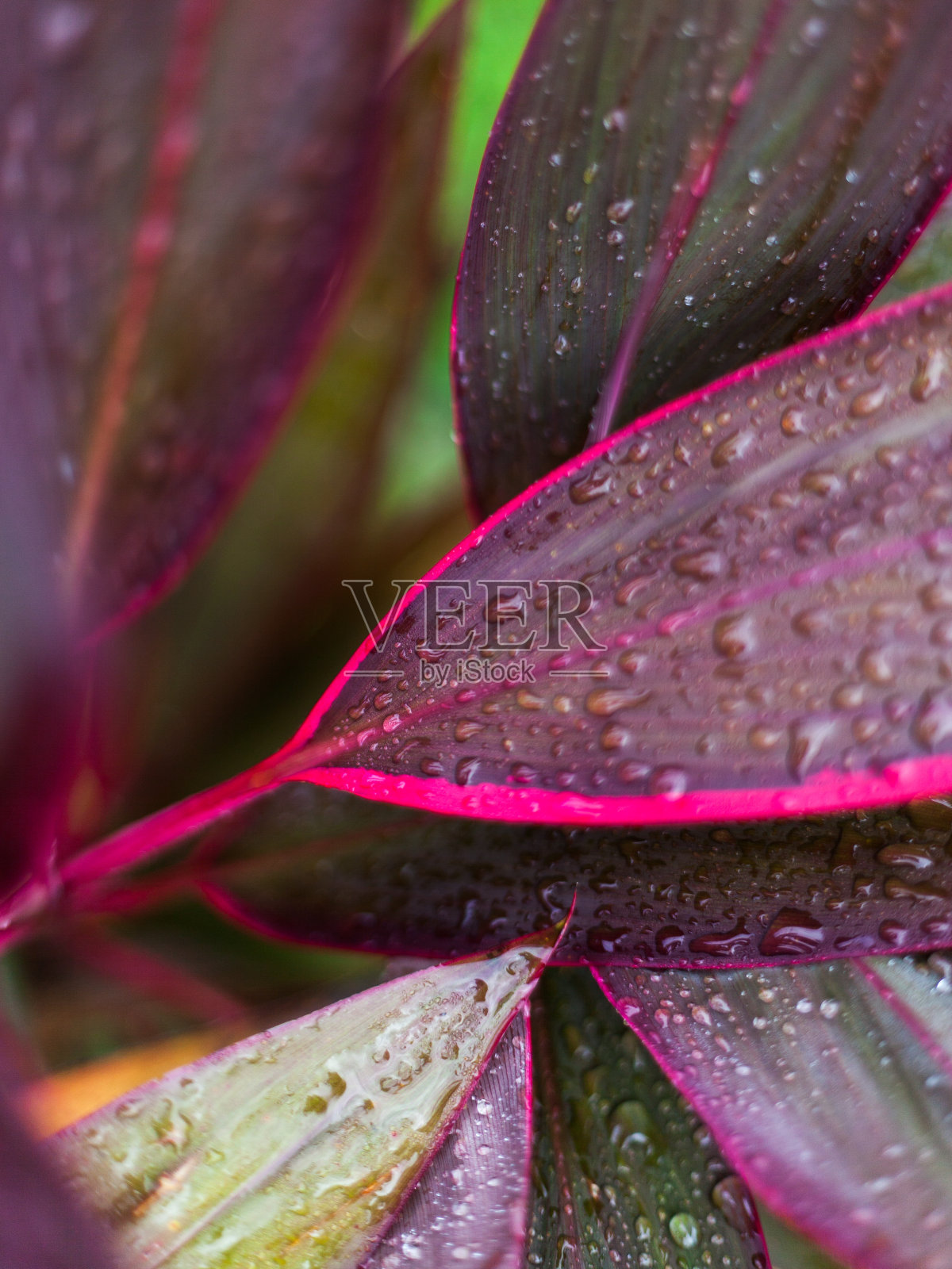 近距离观察彩色树叶上的水滴照片摄影图片