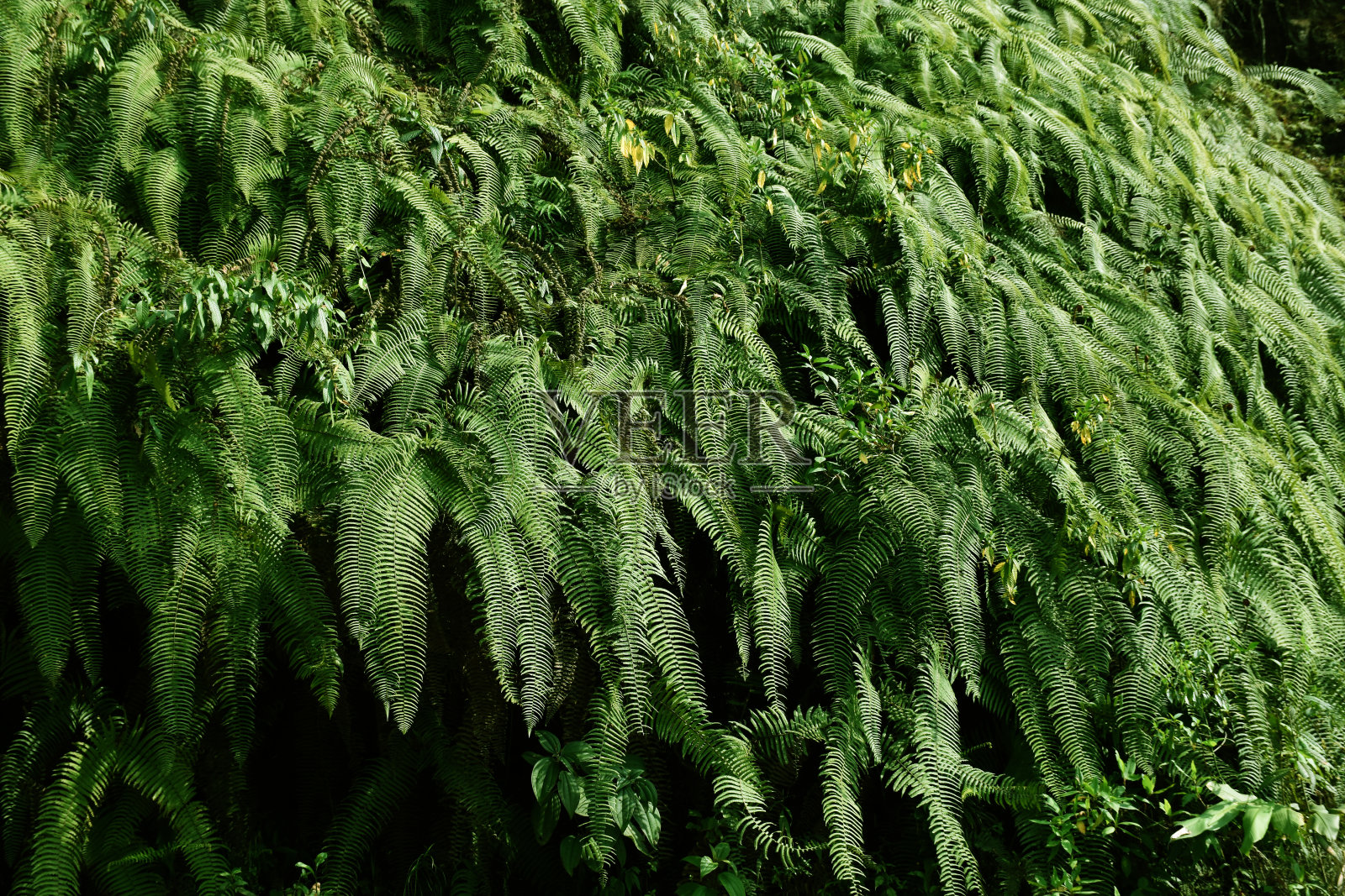 山坡上覆盖着喜马拉雅绿色蕨类植物。照片摄影图片
