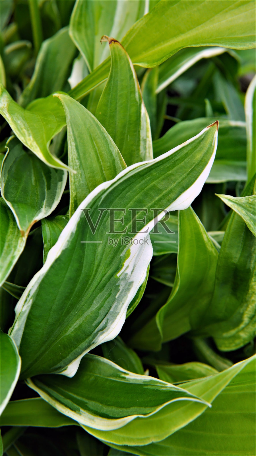 玉簪属草本植物植物照片摄影图片