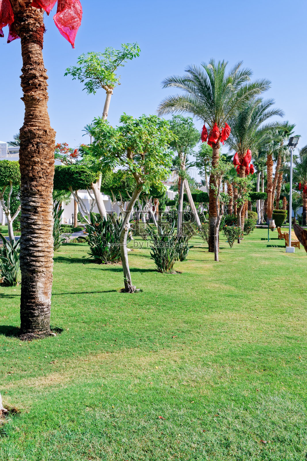 阳光明媚的枣椰树花园照片摄影图片