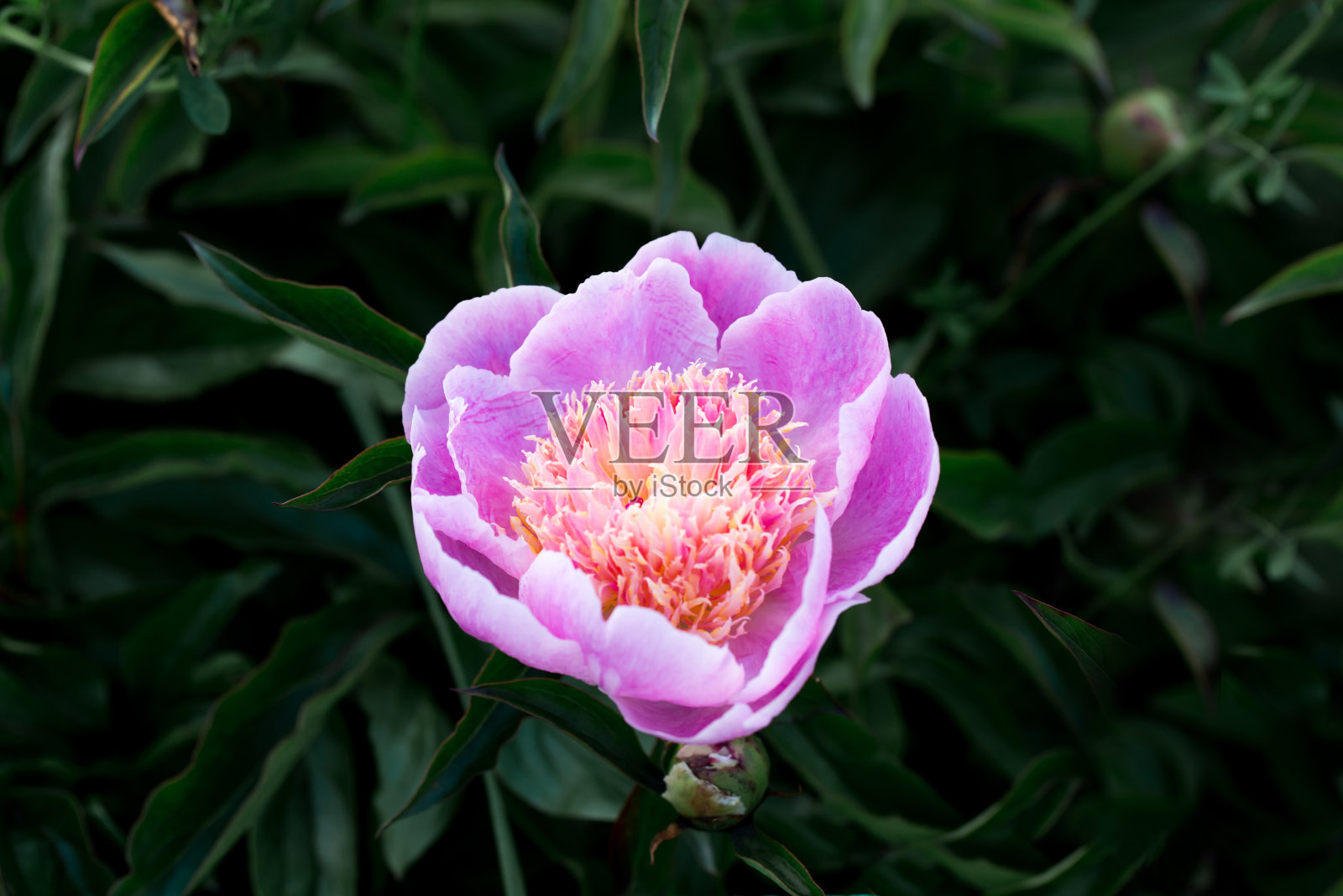 粉红色的牡丹花在花园里的绿叶背景上照片摄影图片