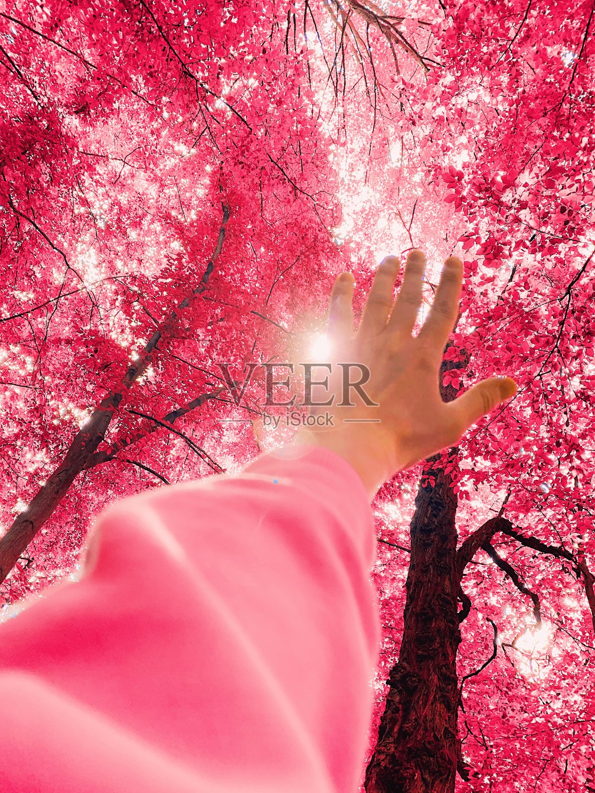 手摸着粉红色的叶子照片摄影图片