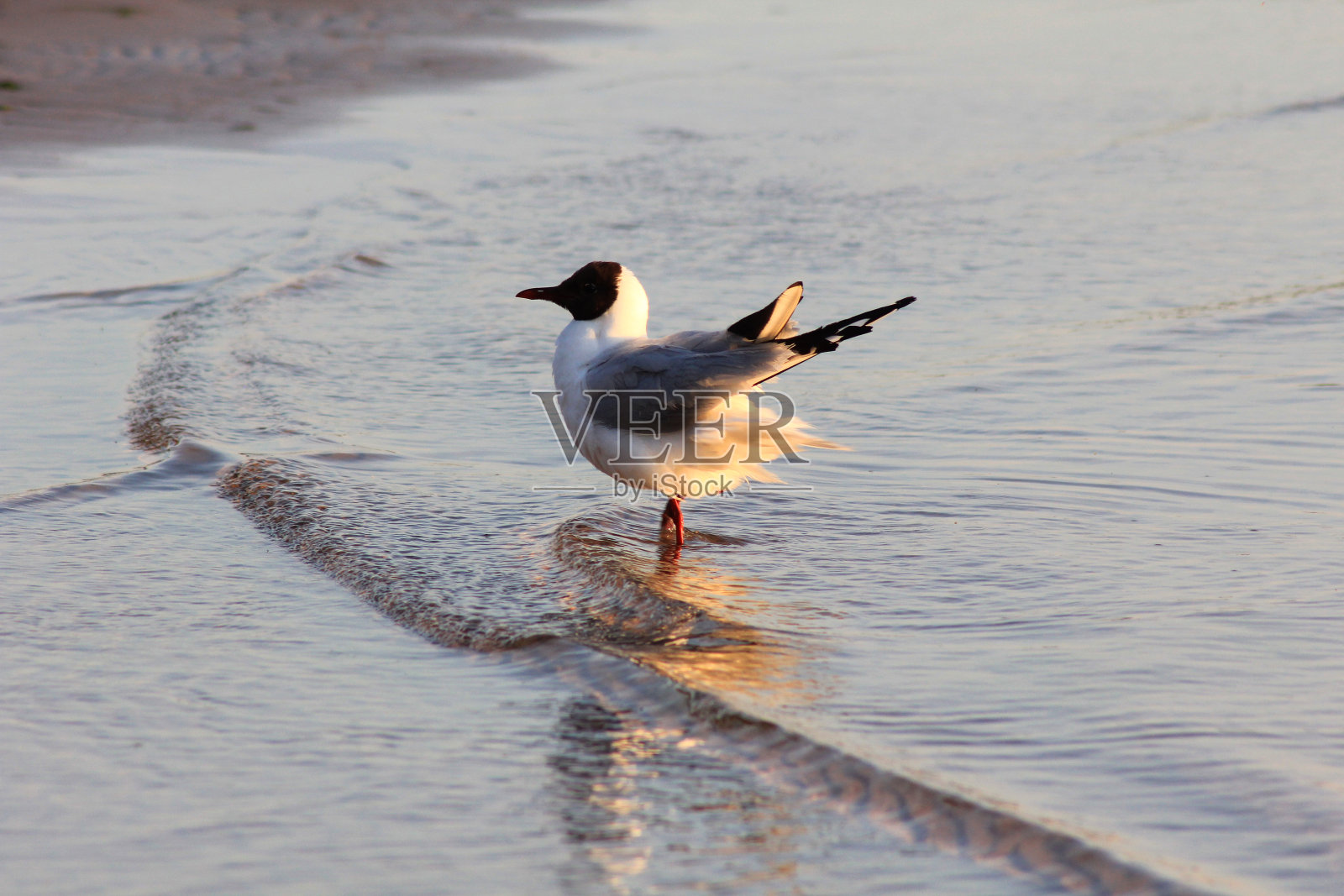 海鸥照片摄影图片