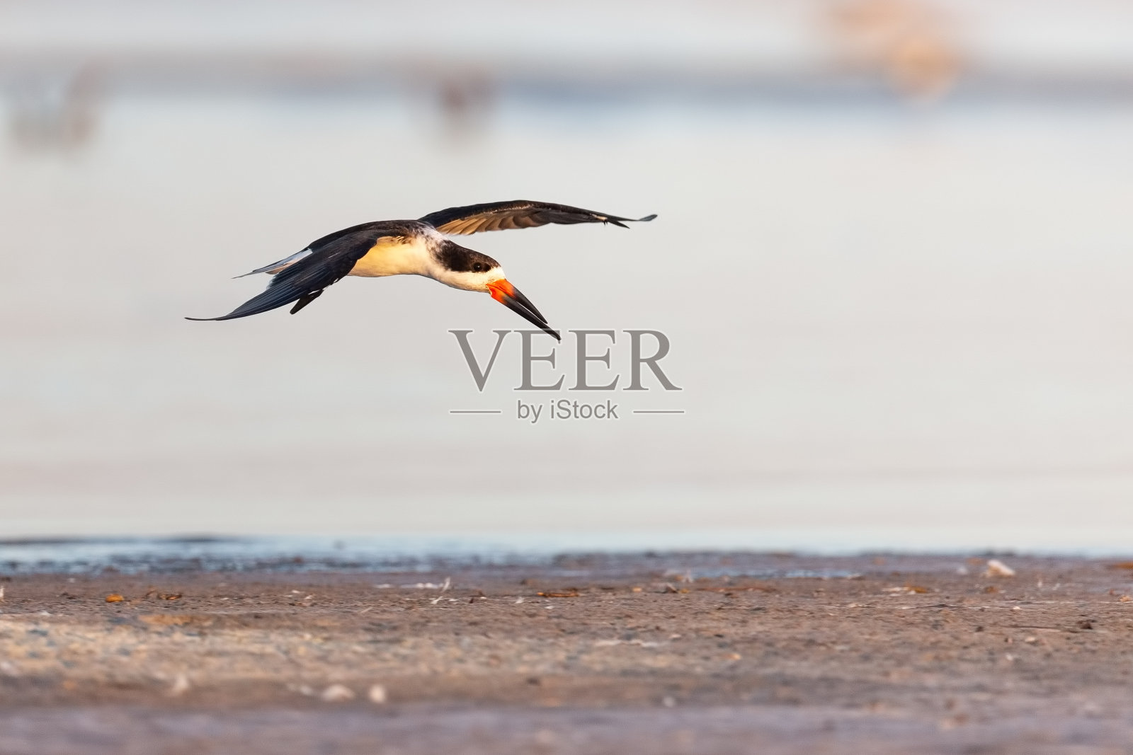 黑色的撇奶油在黄昏飞行照片摄影图片