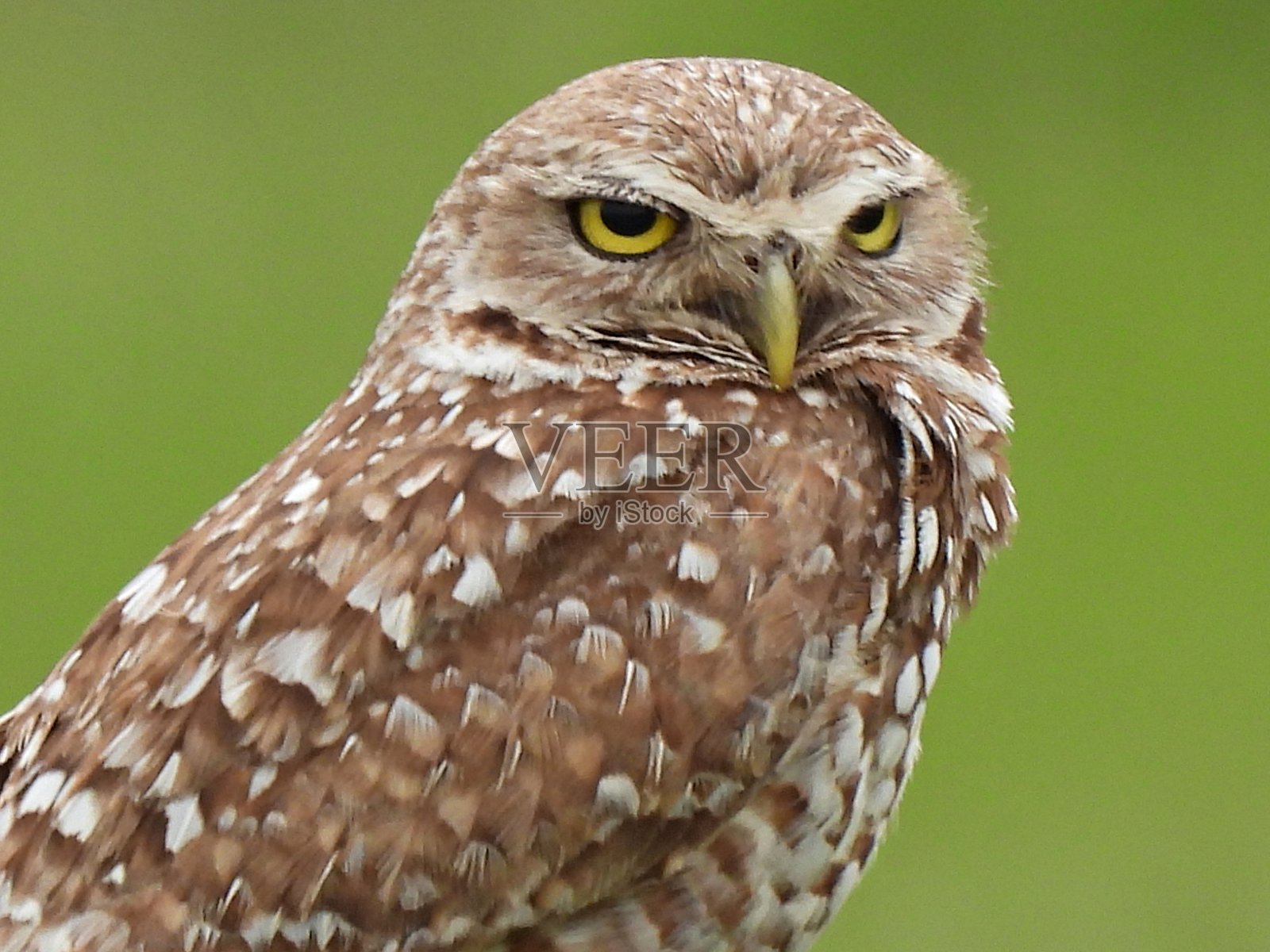 洞鸮(雅典娜cucularia)肖像照片摄影图片