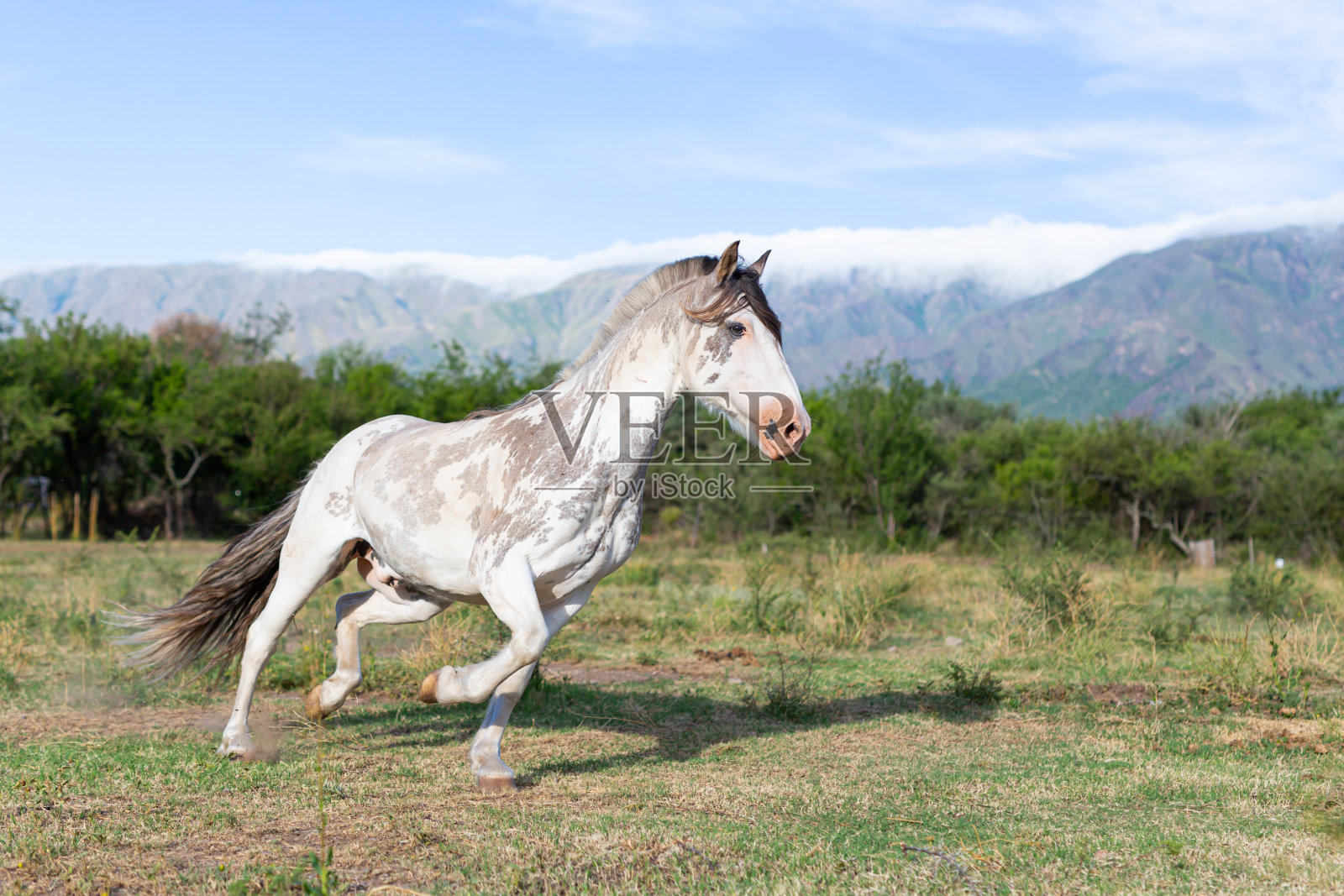 乡下的克里奥罗马照片摄影图片