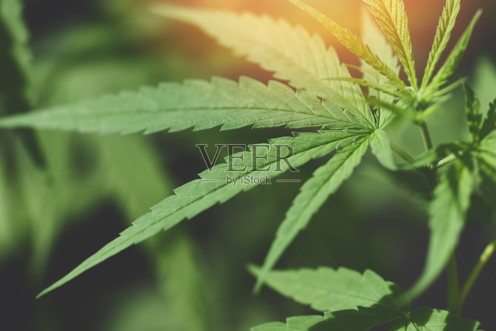 大麻叶，大麻叶植物树生长在农场，大麻叶提取医疗保健性质照片摄影图片