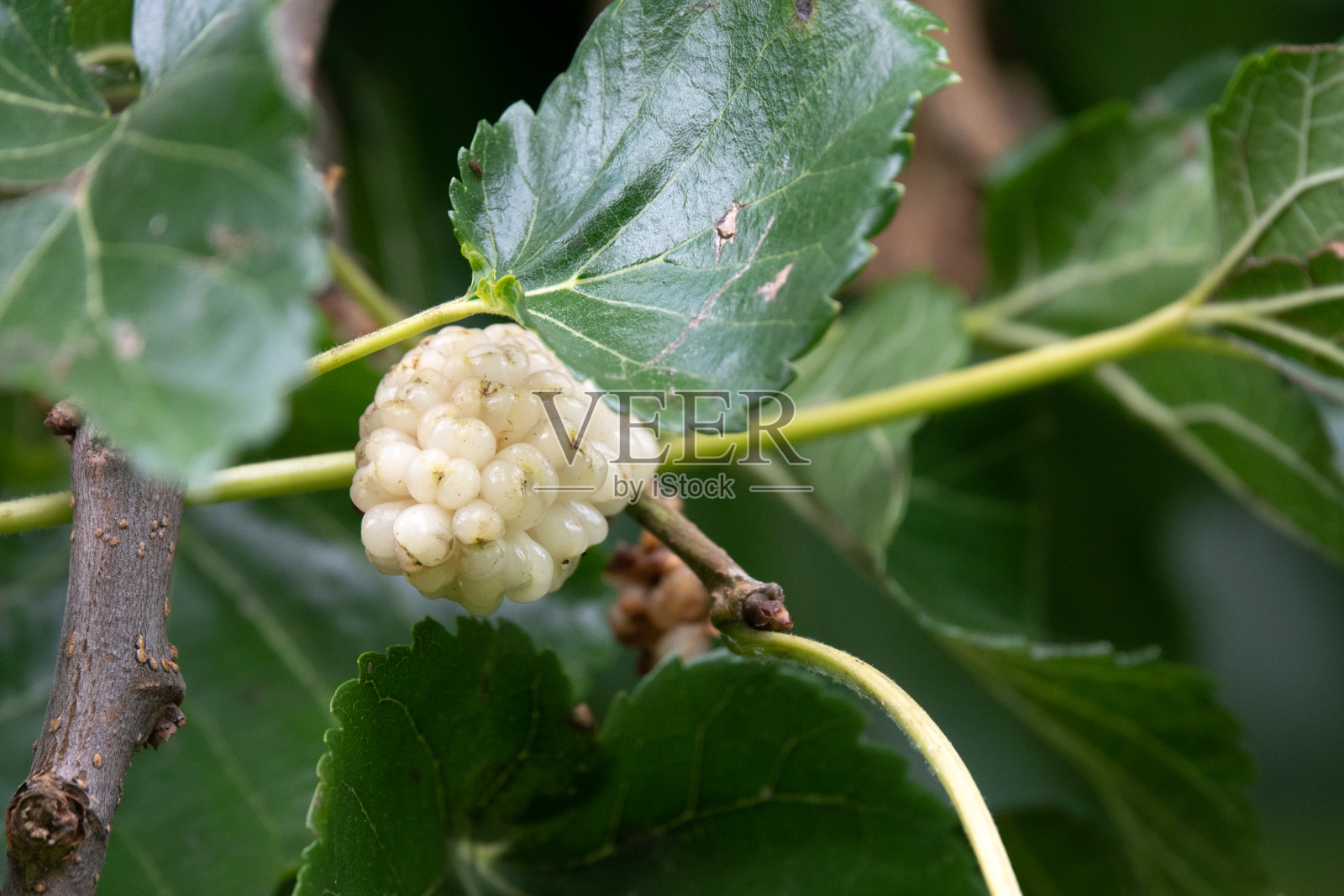 桑树和绿叶桑树照片摄影图片