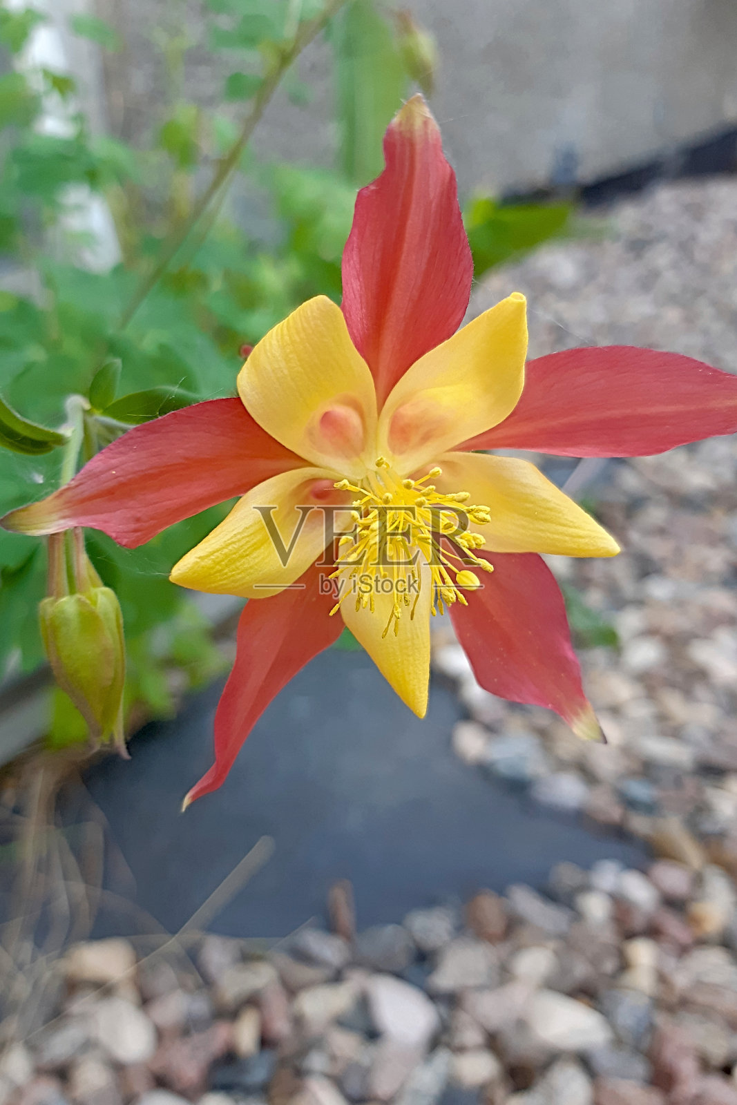 一朵花的美丽照片摄影图片