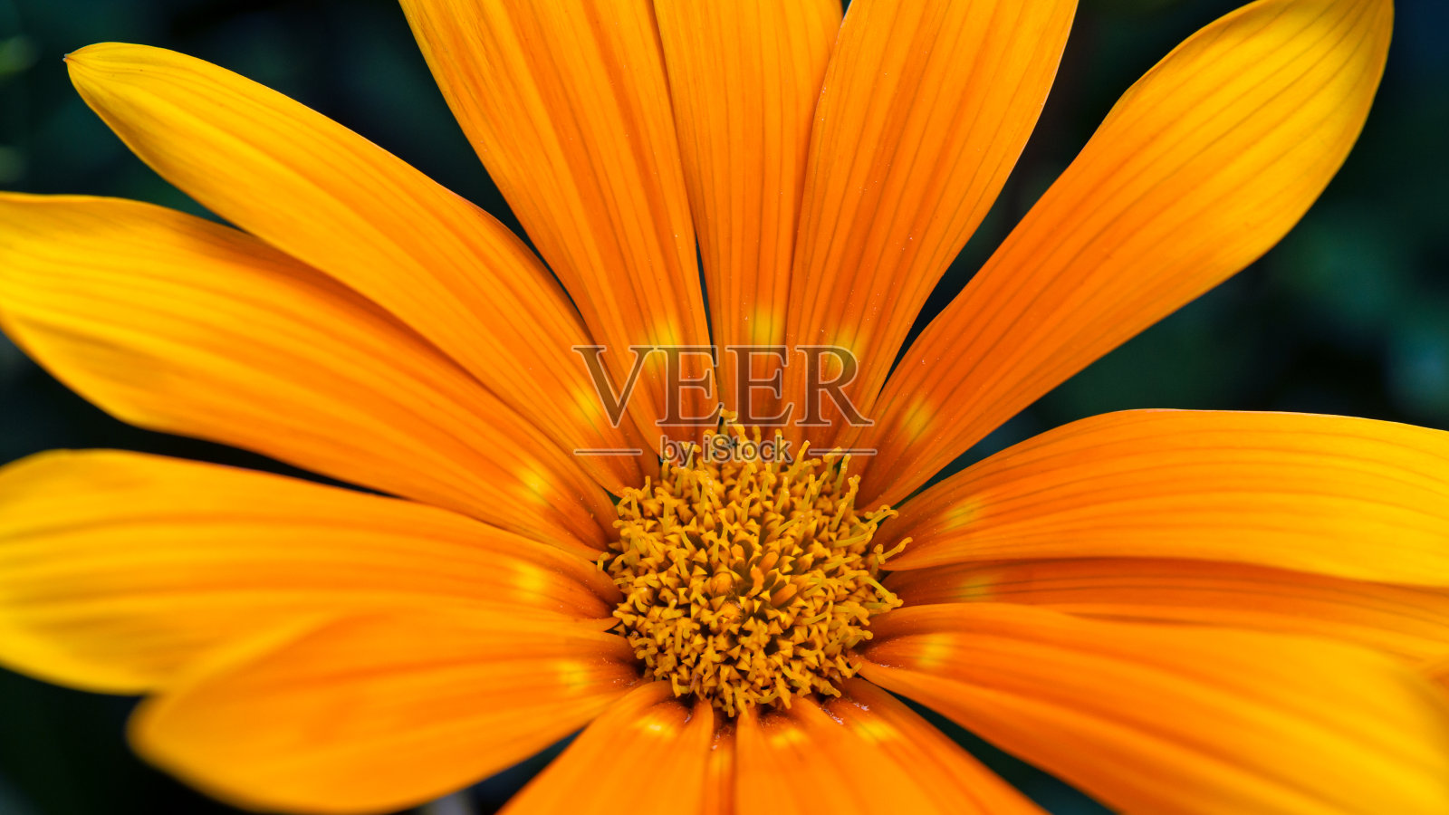 俯视图特写的一个橙色的花头照片摄影图片