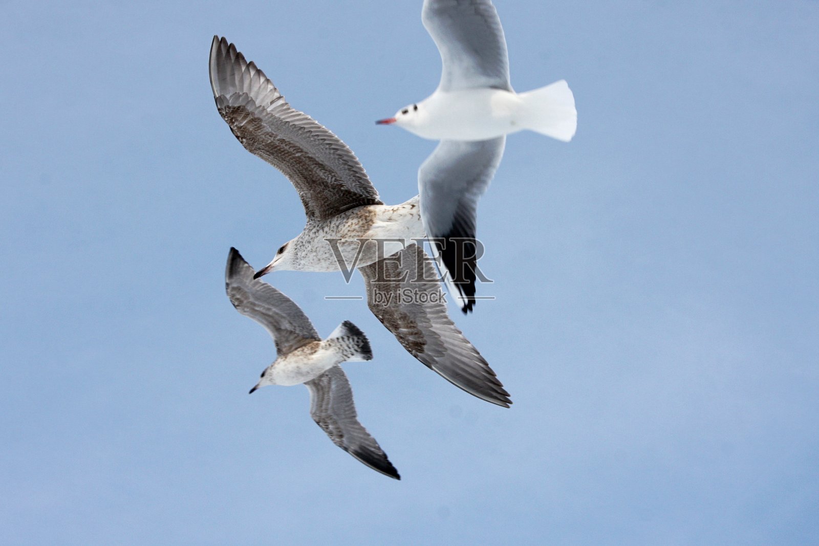 海鸥在冬天的天空中飞翔照片摄影图片
