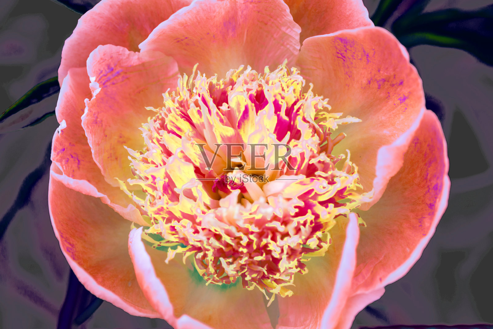 模糊的背景上幻想的纺织花照片摄影图片