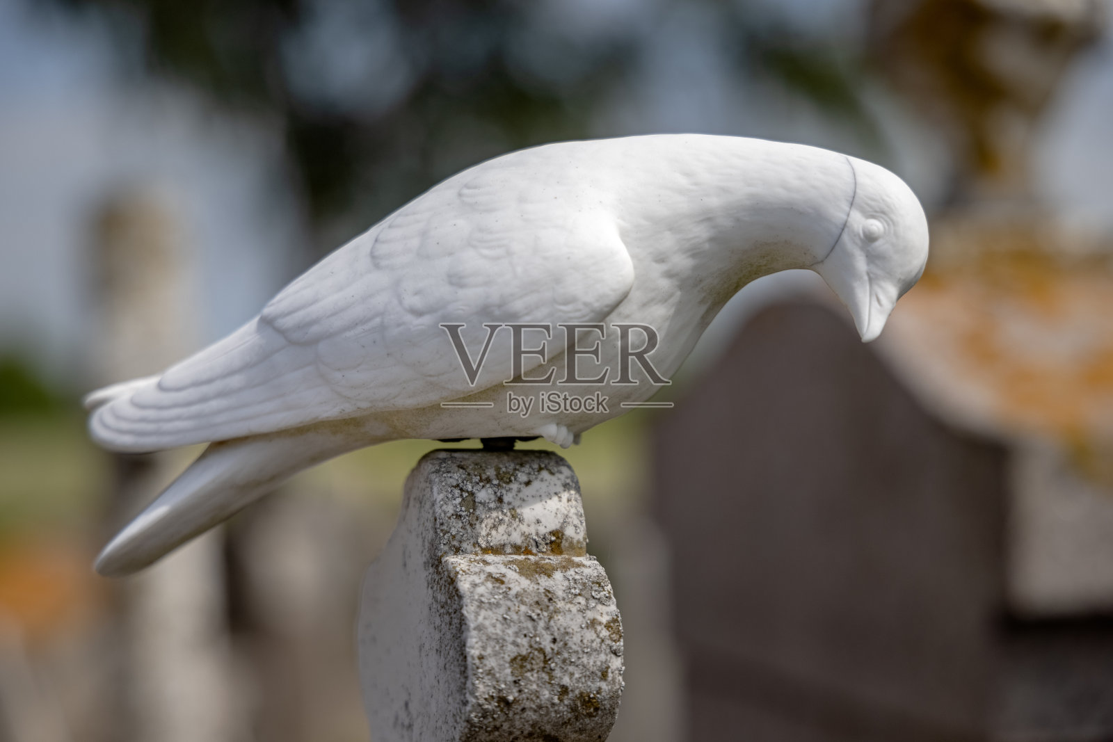 墓碑上的大理石鸽子照片摄影图片