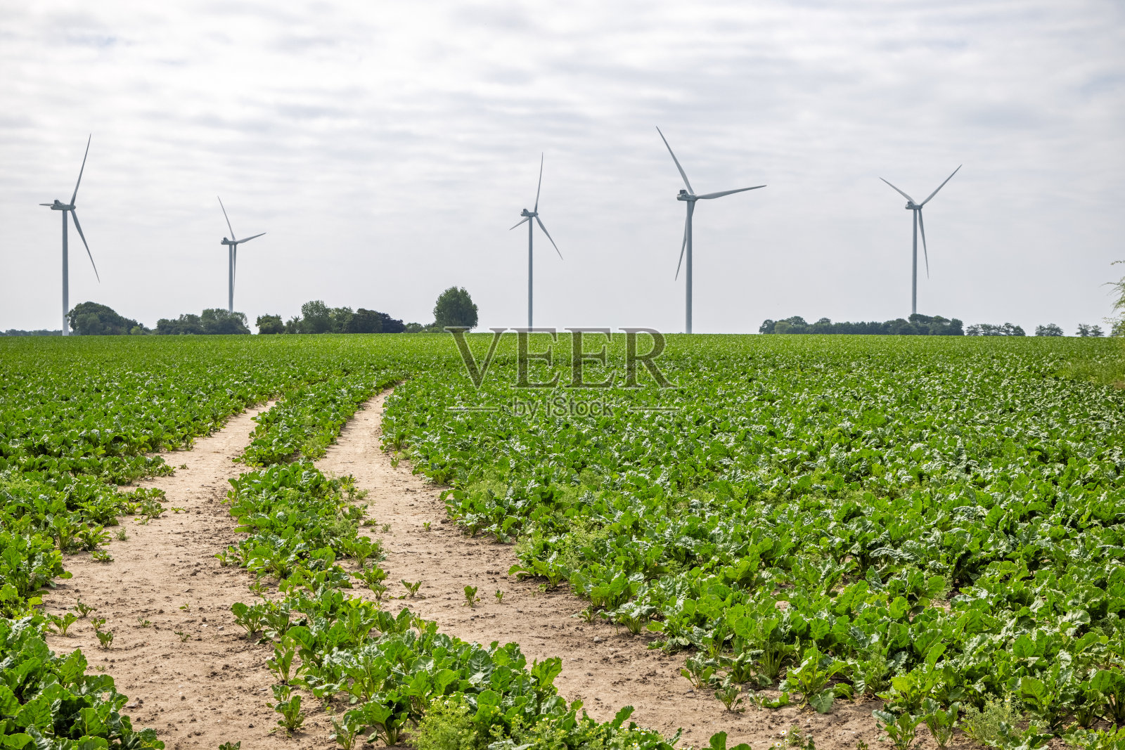 甜菜和风力涡轮机照片摄影图片