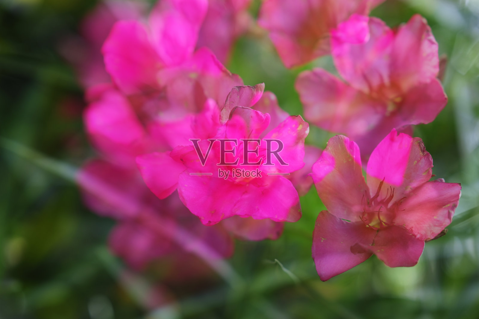 双重曝光的花照片摄影图片