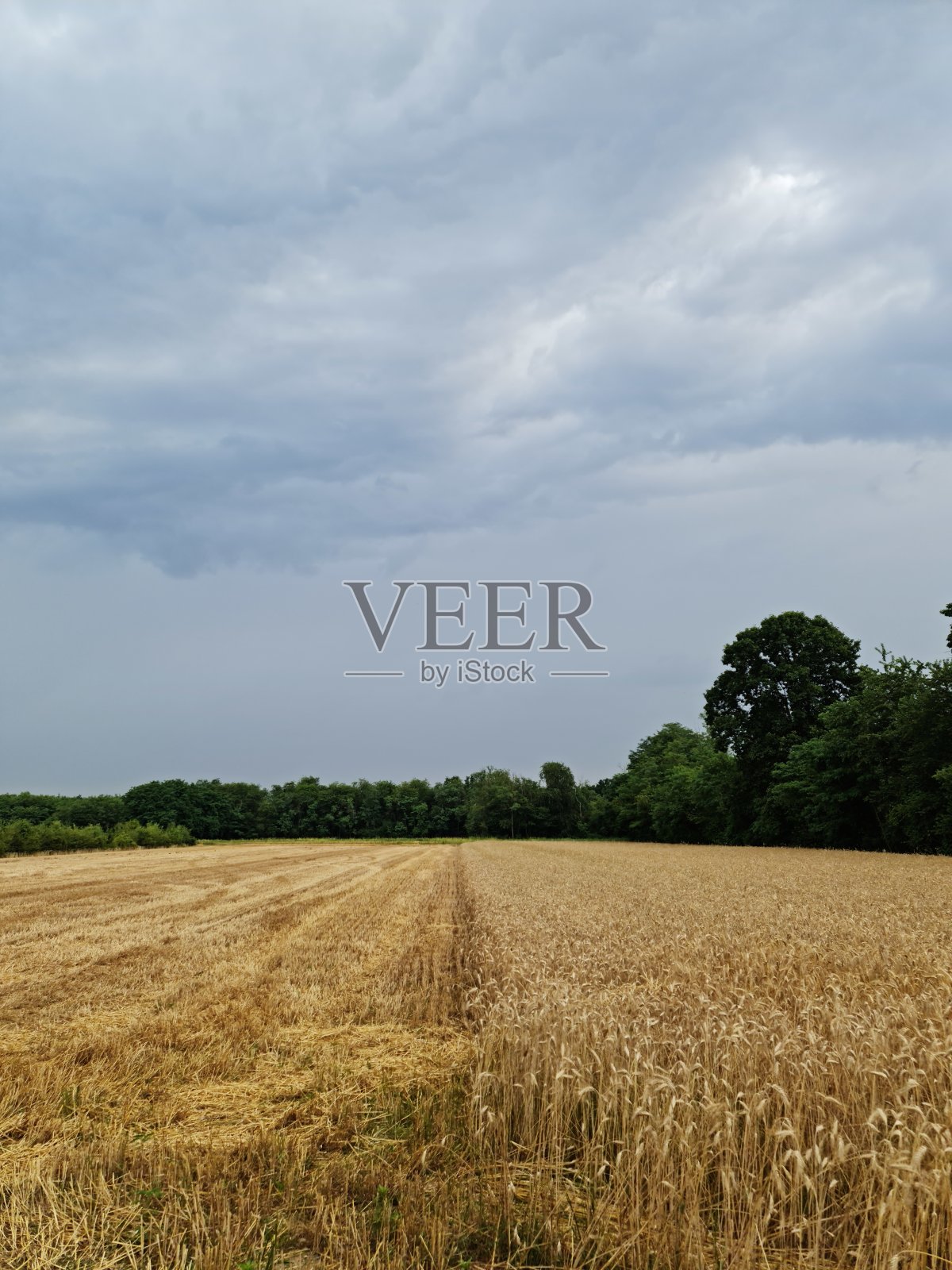 麦田照片摄影图片