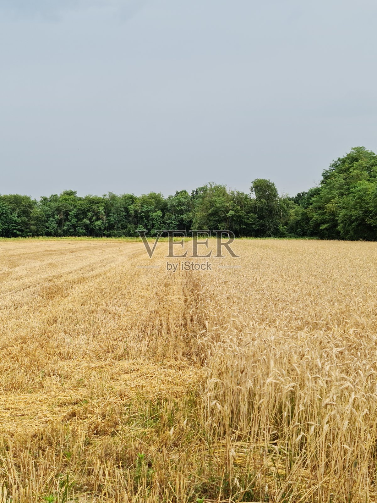 麦田照片摄影图片