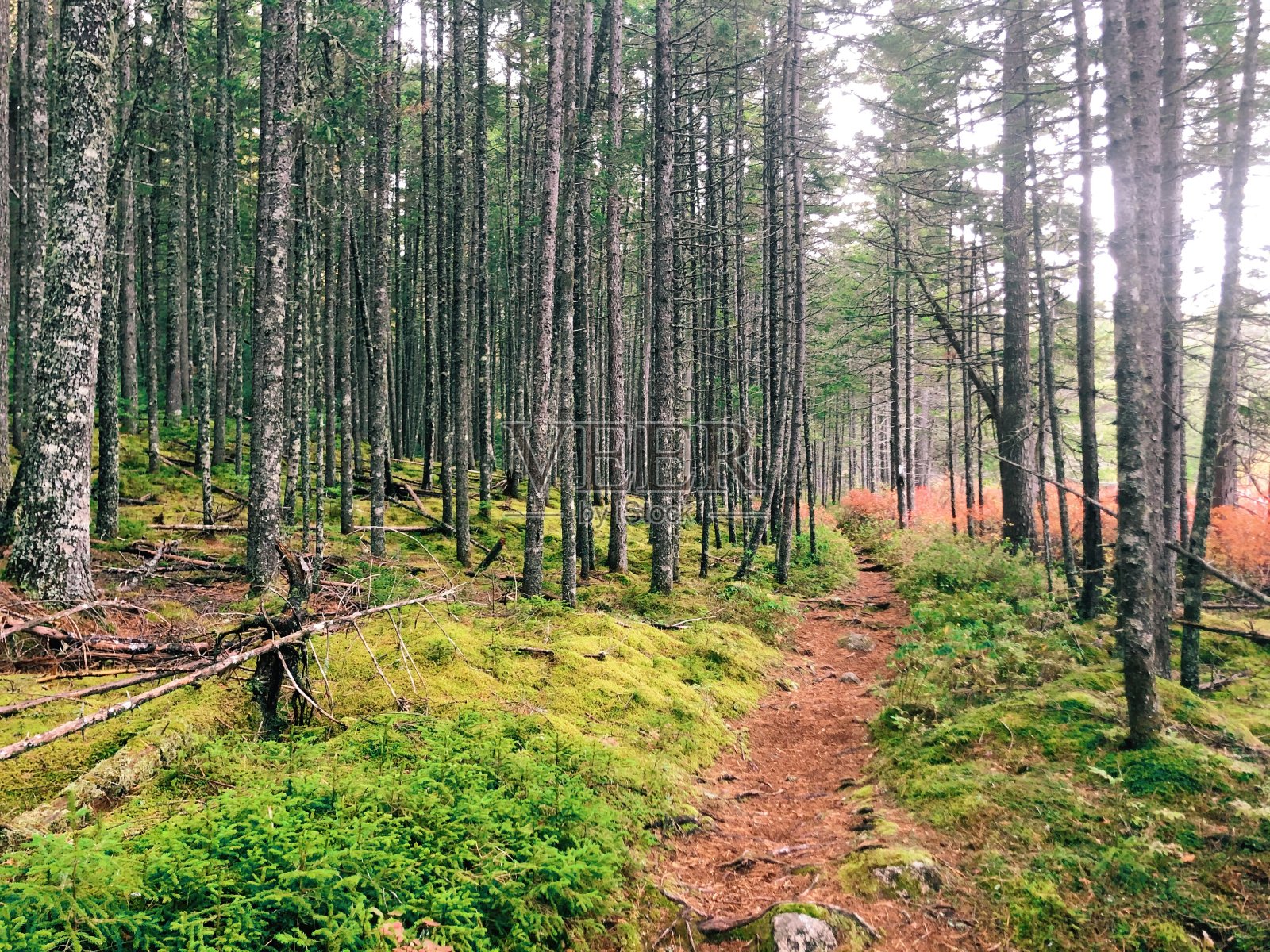 缅因州-徒步小径和莫斯照片摄影图片