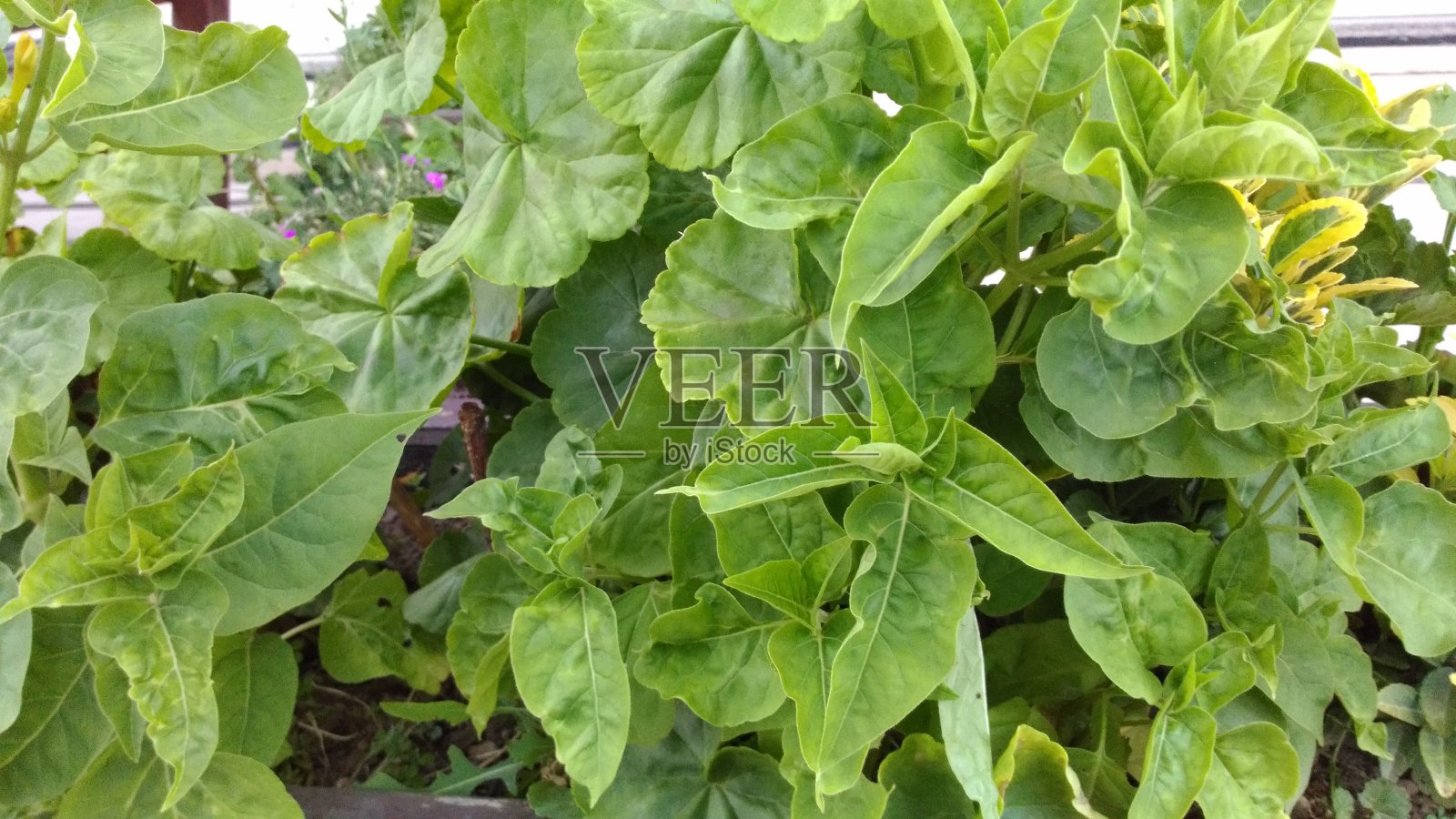 植物园中自然界的绿色植物照片摄影图片