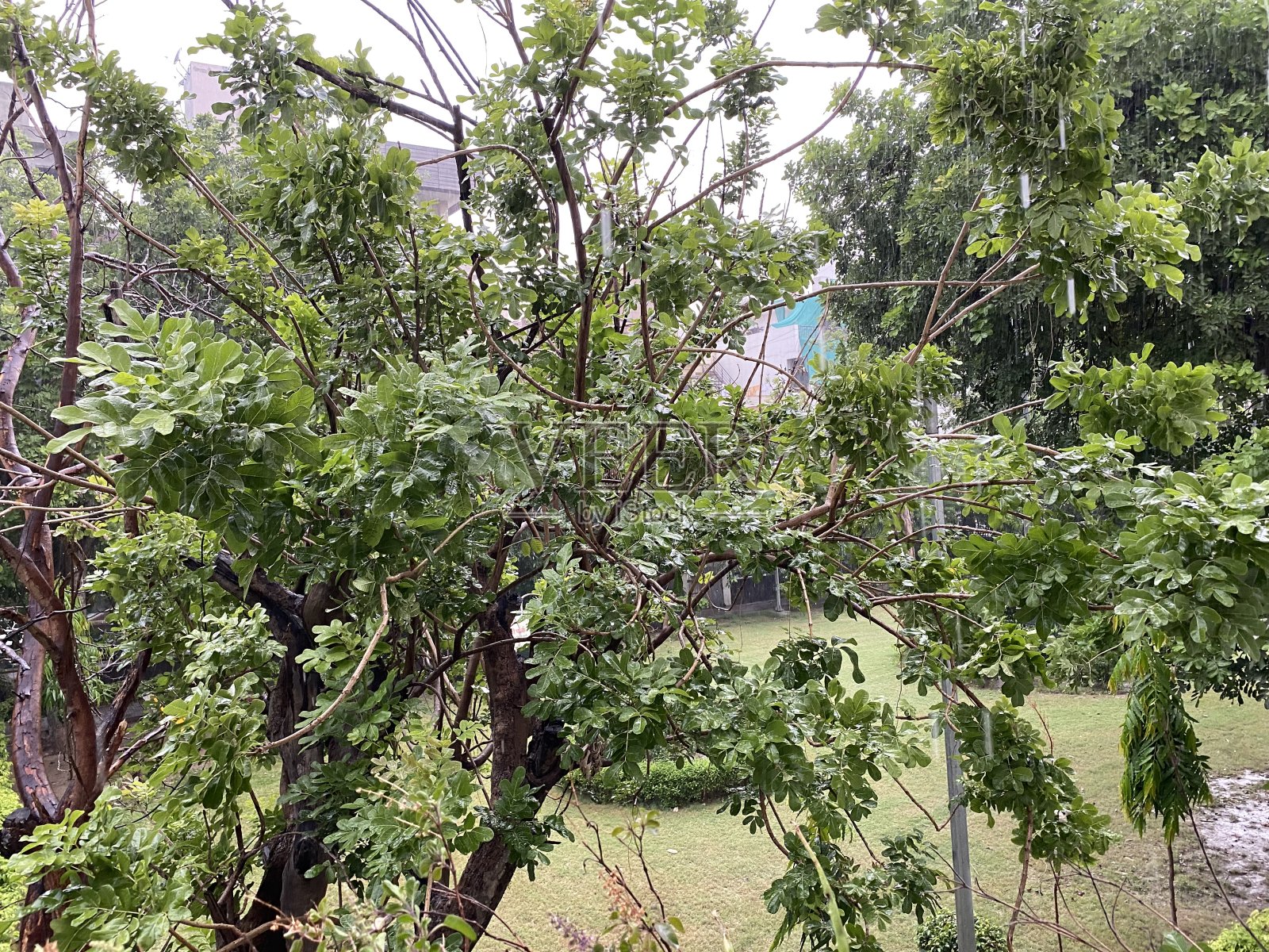 以公园为背景的树木景观照片摄影图片