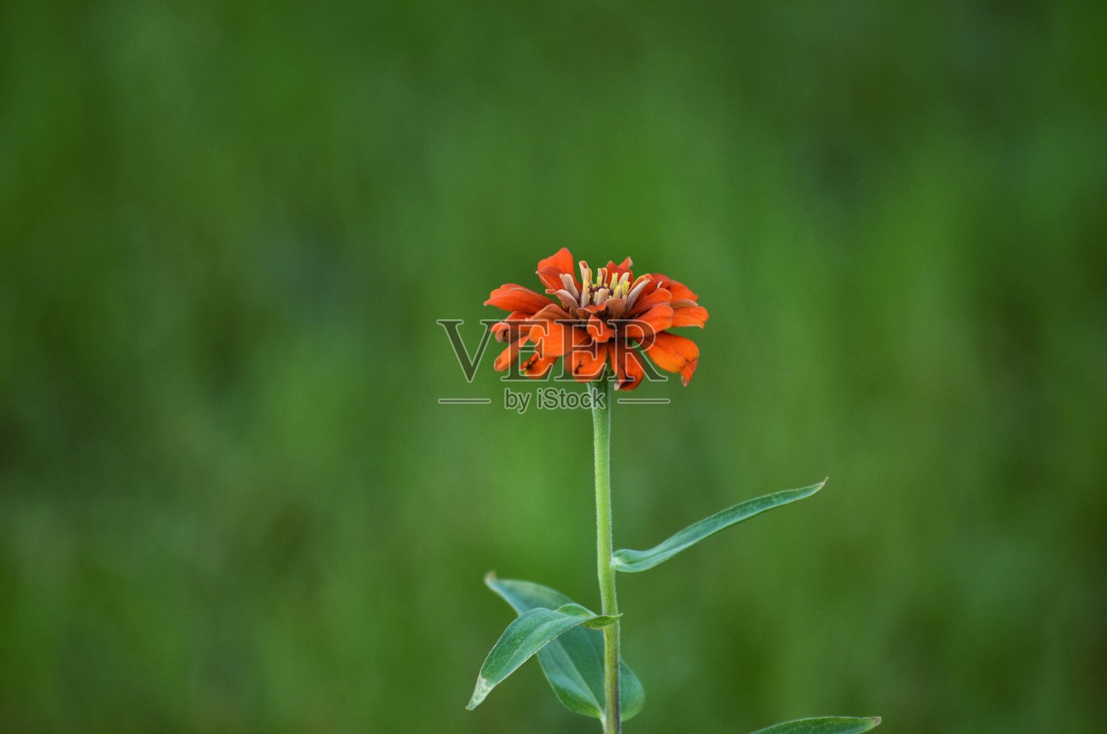 背景模糊的花的照片照片摄影图片