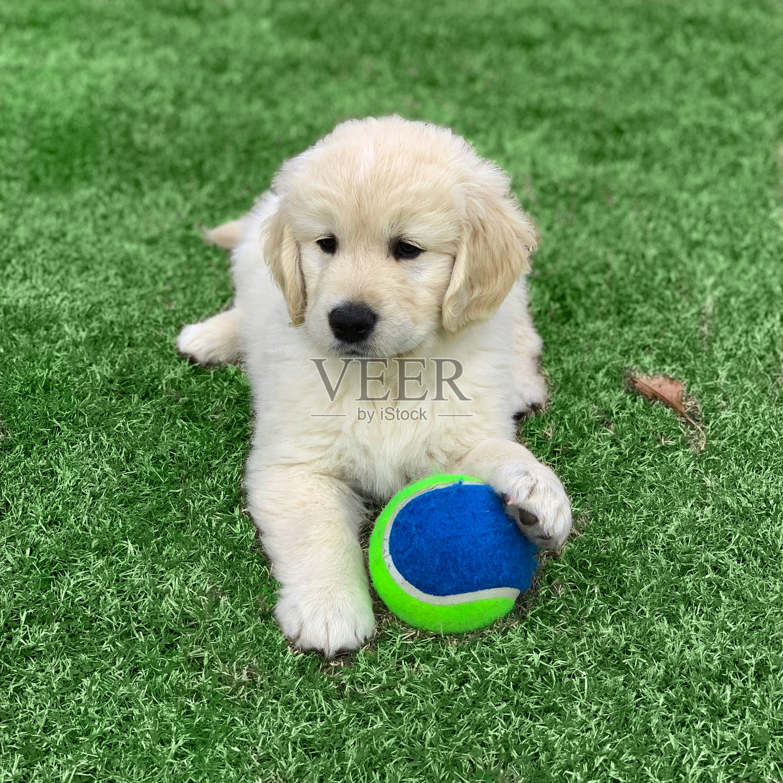 小狗照片摄影图片