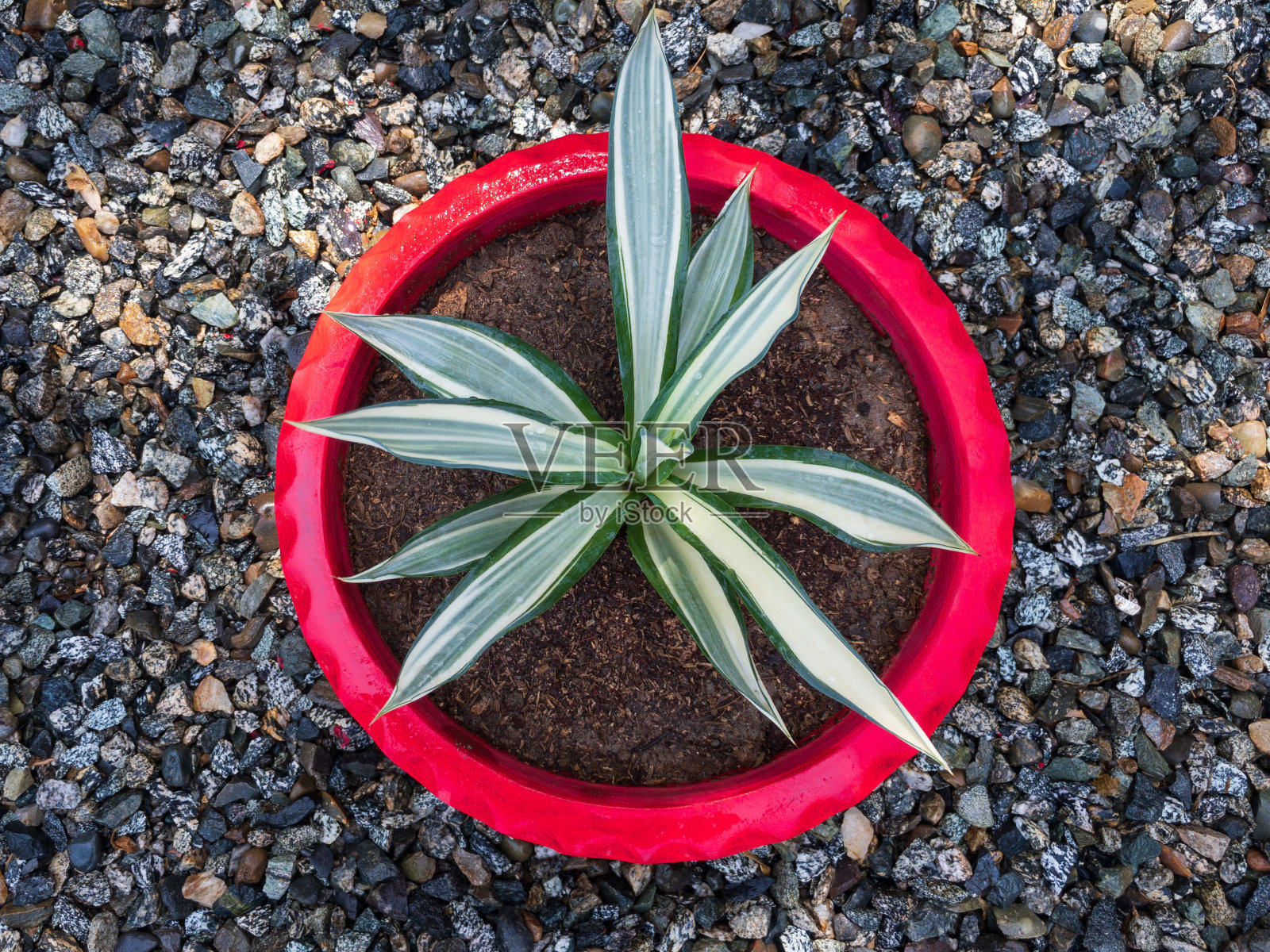 龙舌兰盆栽在一个漂亮的红色花盆里照片摄影图片