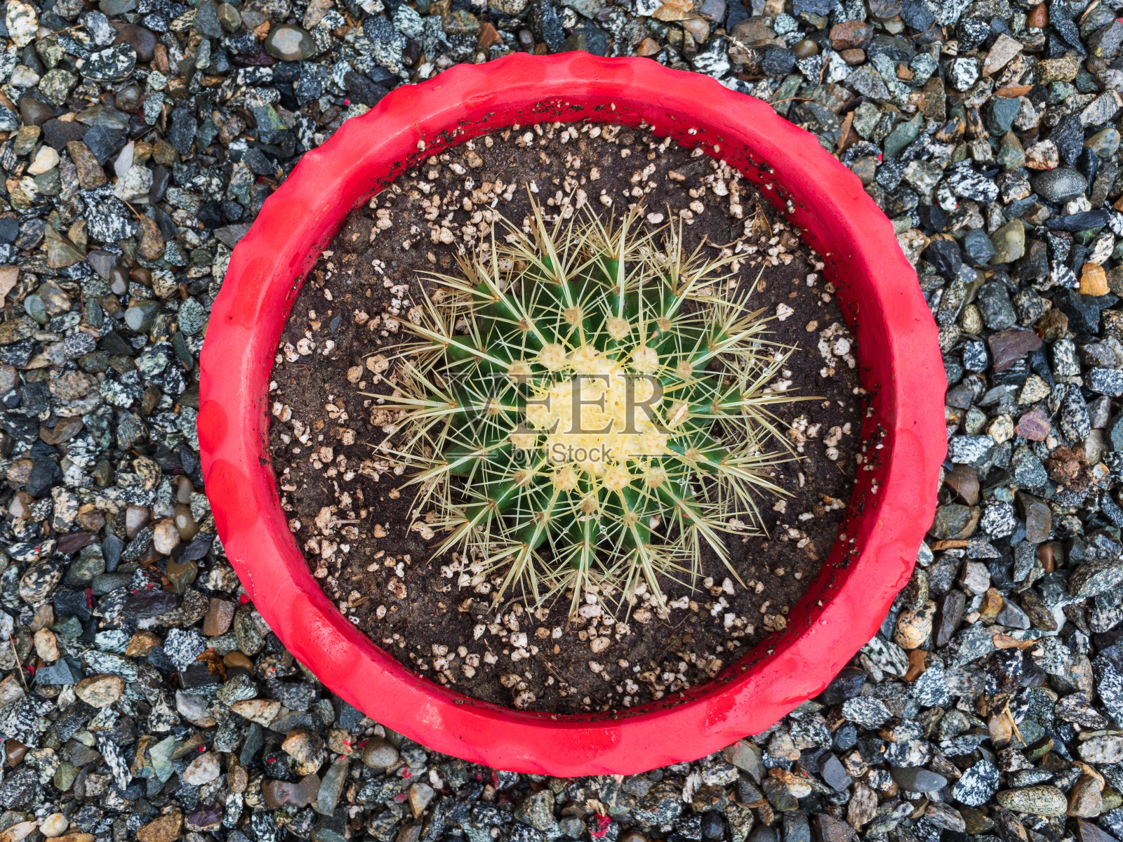 金桶仙人掌盆栽植物照片摄影图片