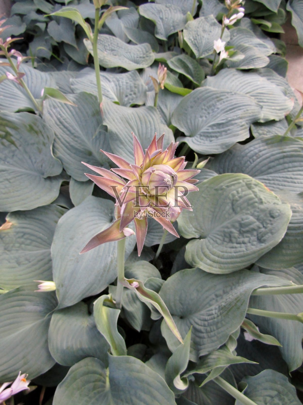 开花座头鲸玉簪。深绿色的大叶子中间有粉红色的花。照片摄影图片