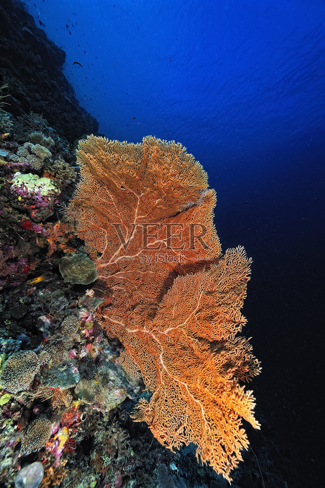 一幅美丽的健康珊瑚礁图片照片摄影图片