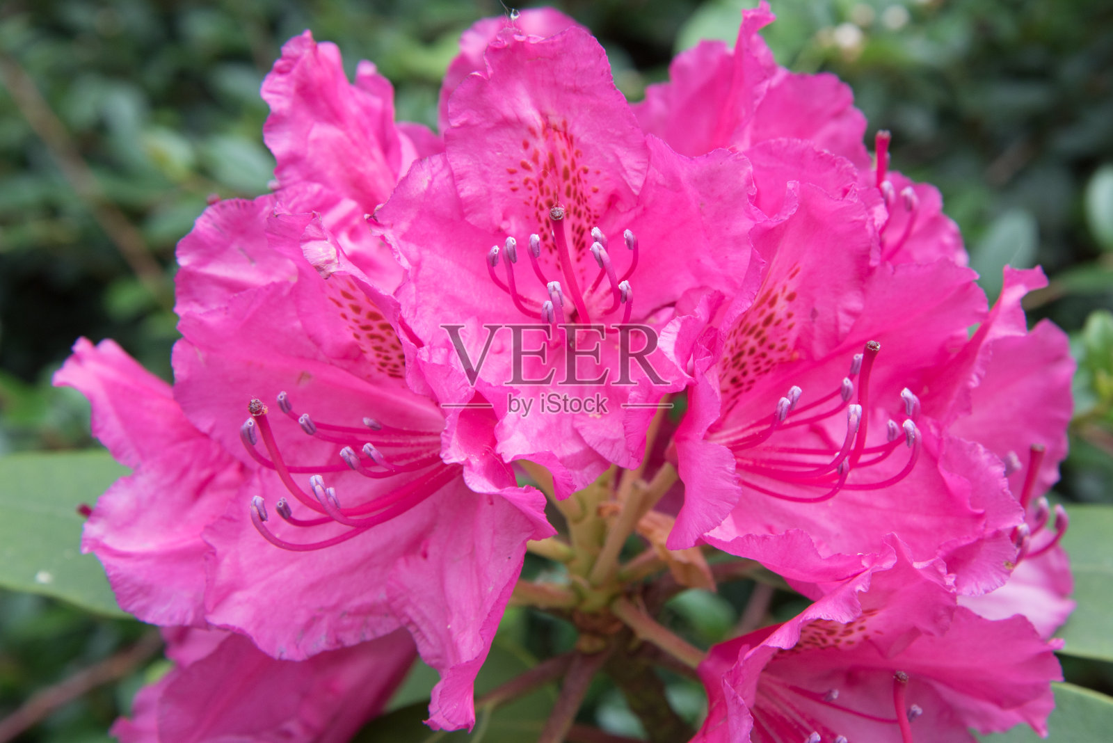 混合杜鹃花。美丽的粉红色的花序。明信片,花的背景照片摄影图片