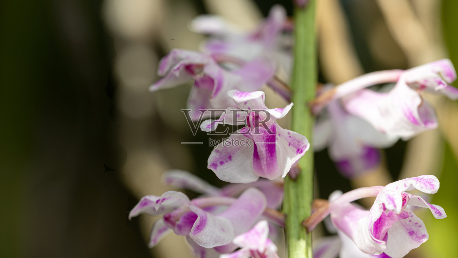 热带野生白色粉红色兰花照片摄影图片