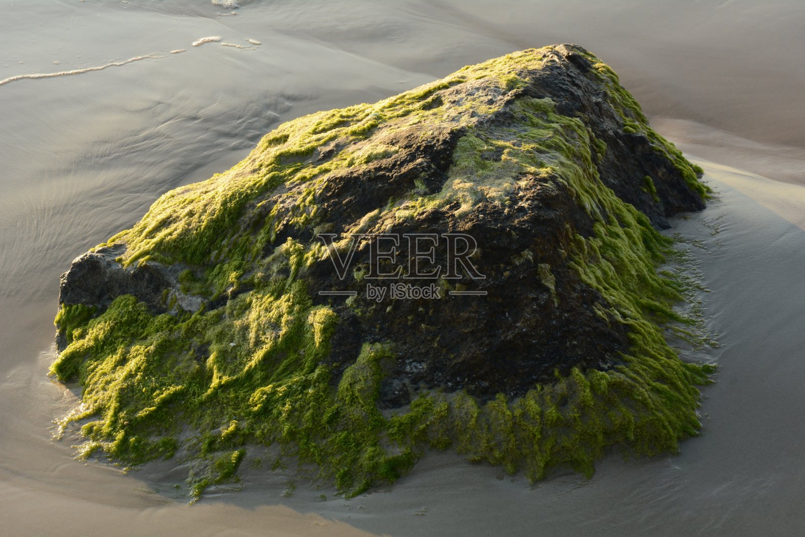 海滩上覆盖着绿色藻类的巨石照片摄影图片