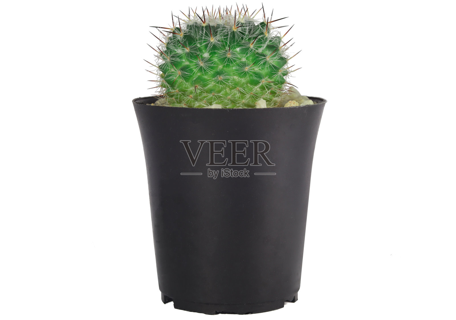 一个仙人掌的特写在黑桶绿色照片摄影图片