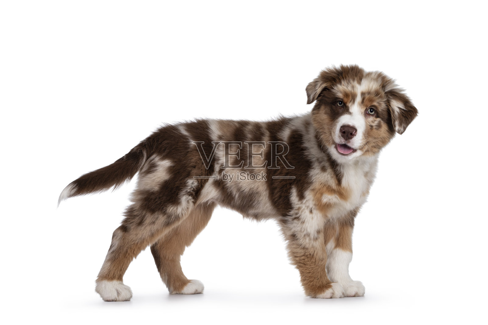 白色背景上的棕色澳大利亚牧羊犬幼崽照片摄影图片