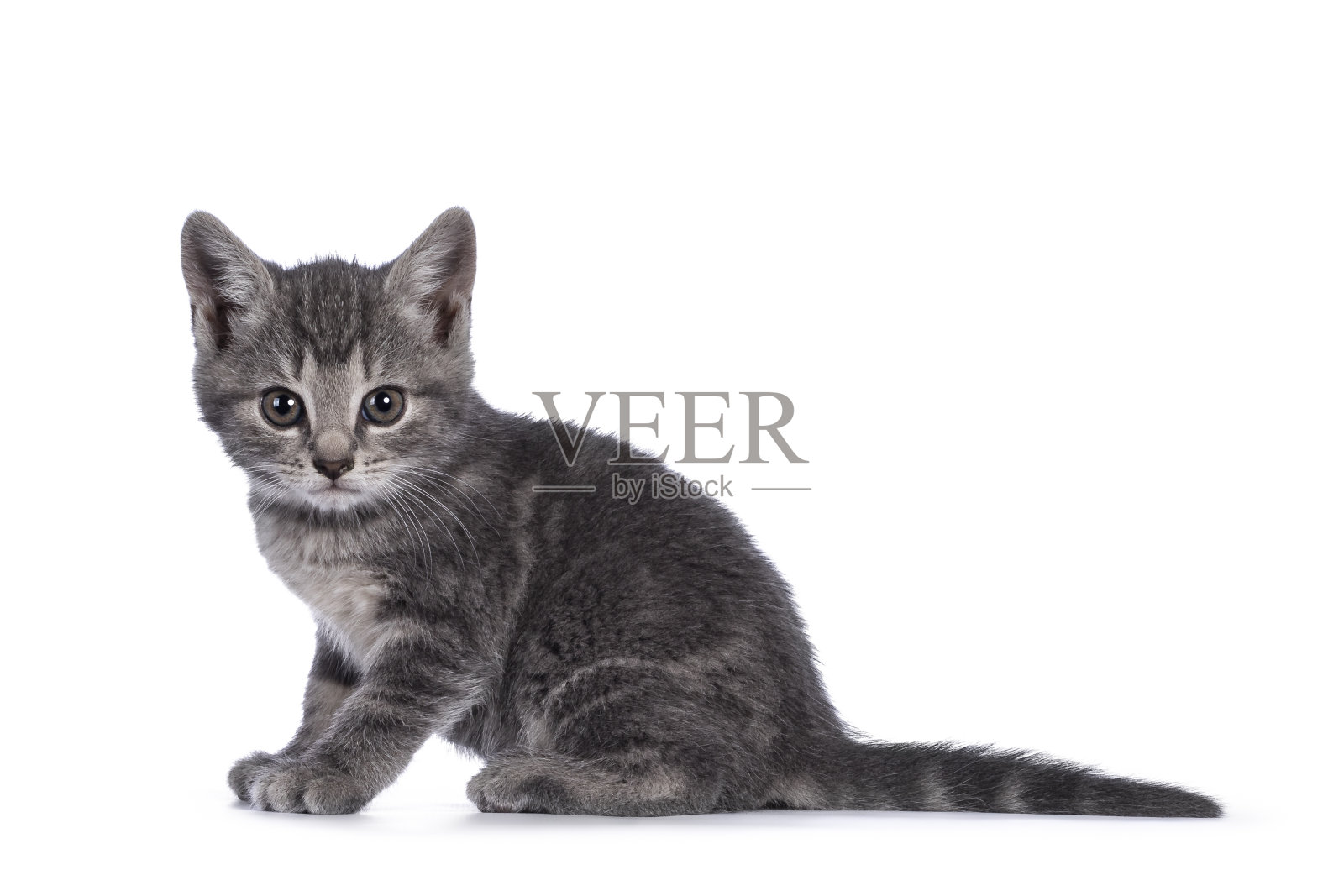 灰色的家猫，白色的背景照片摄影图片