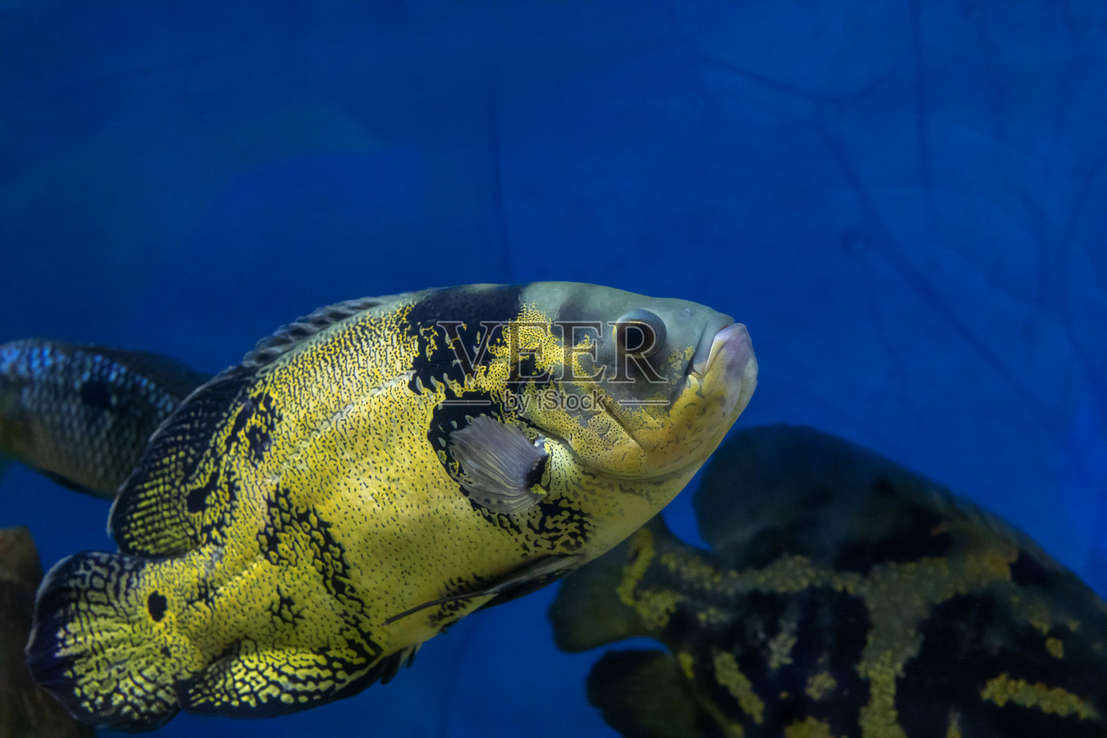 热带鱼水下图像。水族馆里的热带慈鲷。Astronotus照片摄影图片