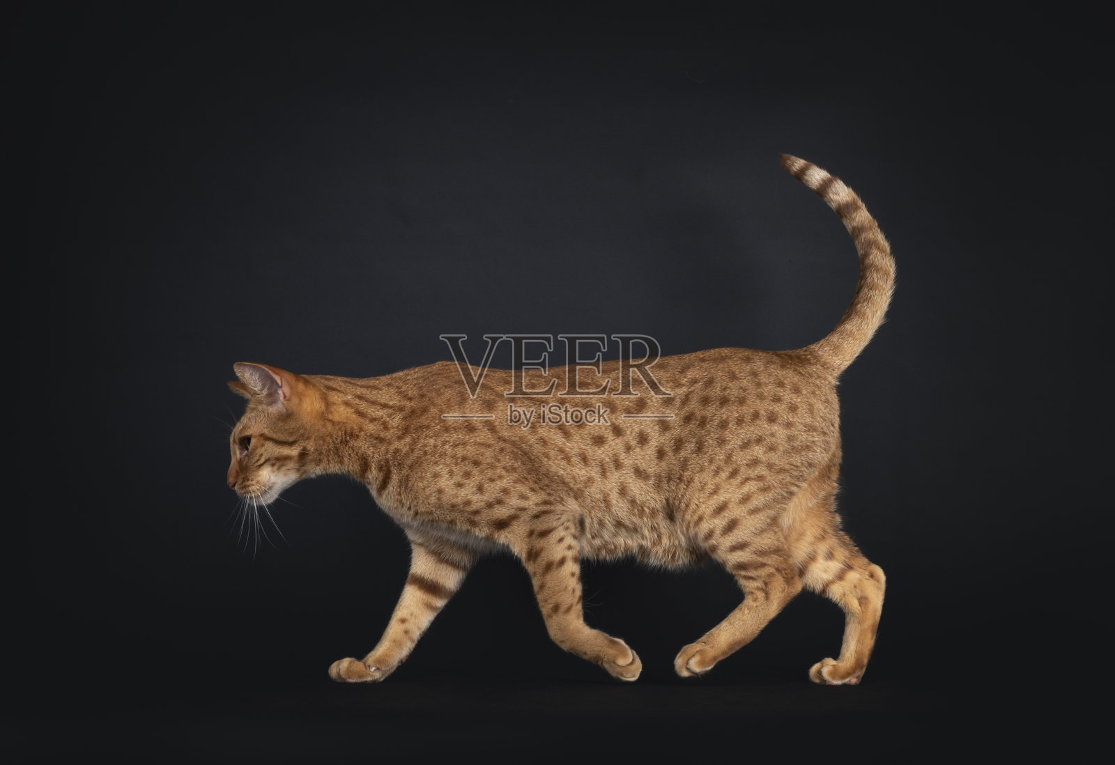 成年Ocicat猫在黑色的背景照片摄影图片