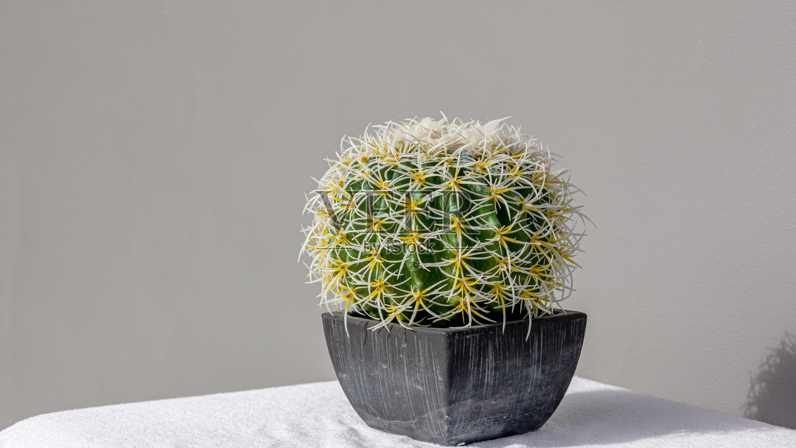 棘手的点缀照片摄影图片