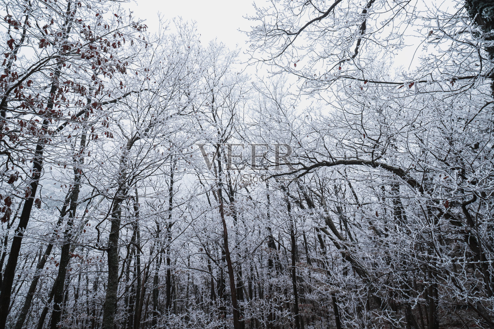 森林里白雪覆盖的树木的风景照片摄影图片