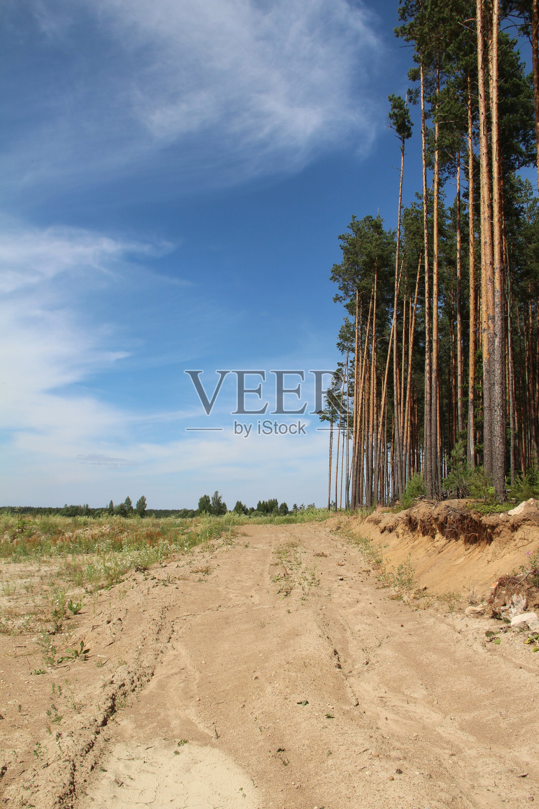 高大的松树照片摄影图片