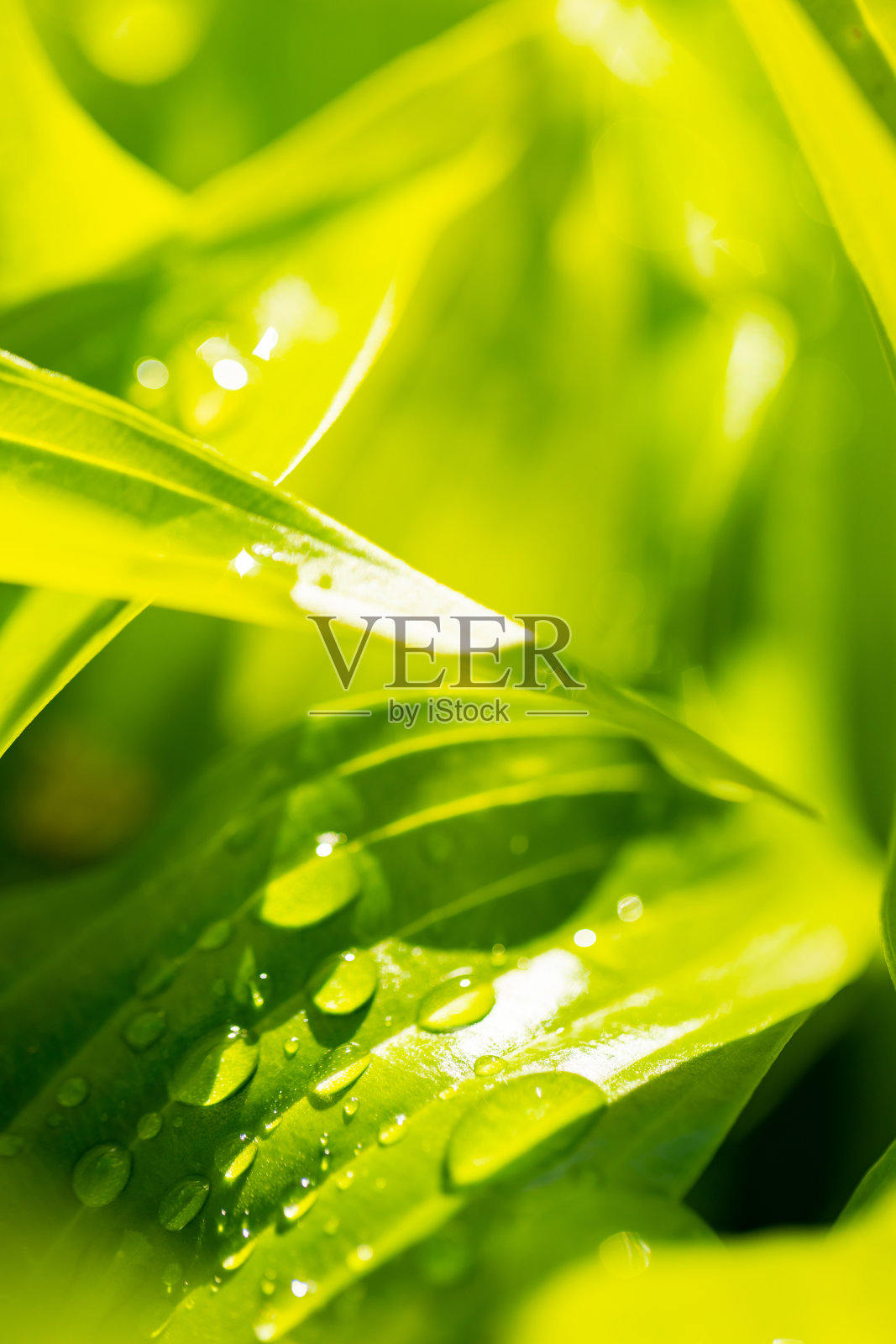 水珠落在绿叶上。大自然的绿叶与雨滴的背景。阳光下碧绿的玉簪叶。生态学的概念。有选择性的重点。本空间照片摄影图片